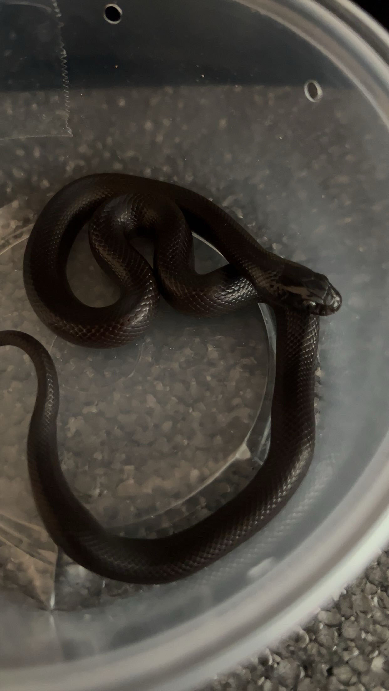 Mexican Black King Snake image 1