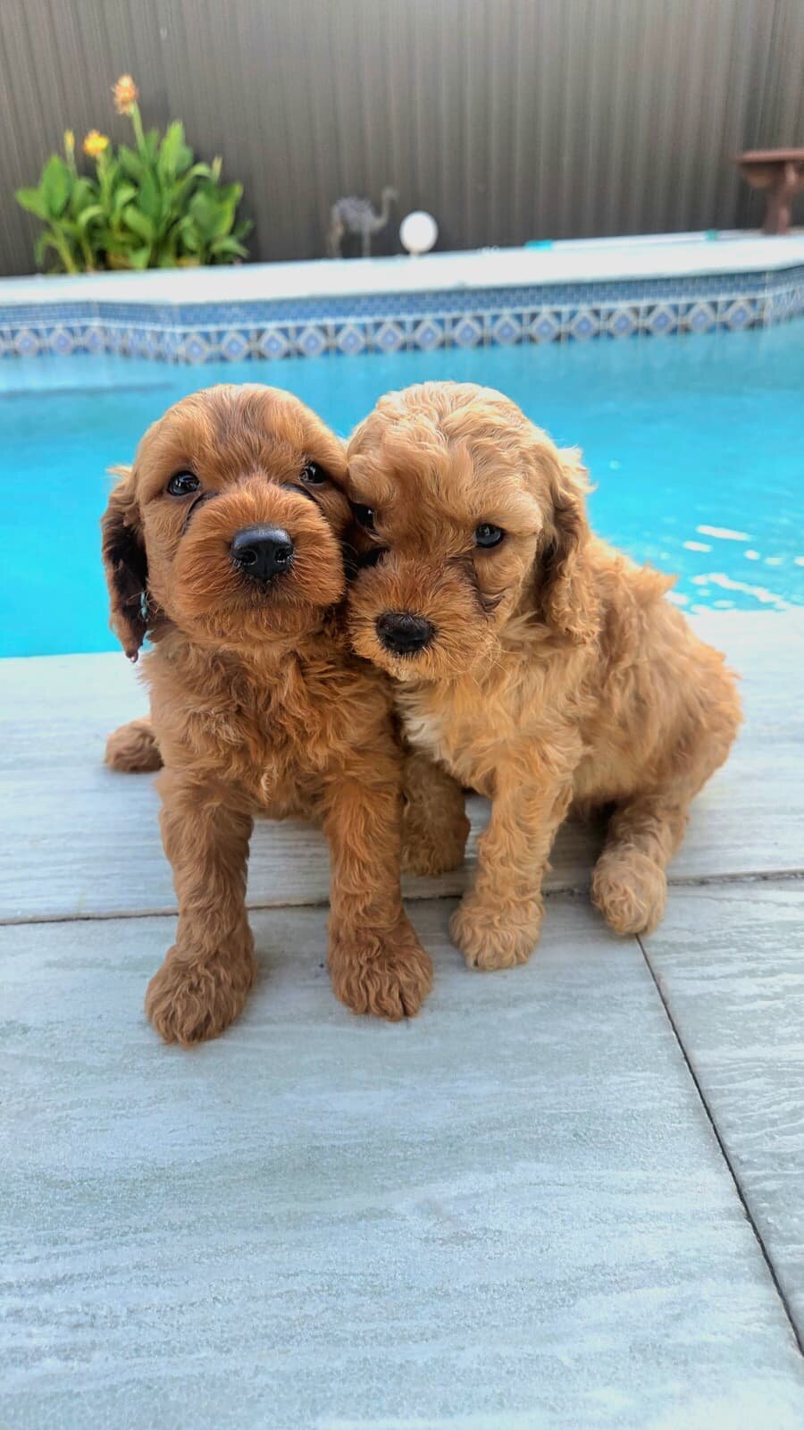 Goldendoodle puppies image 1