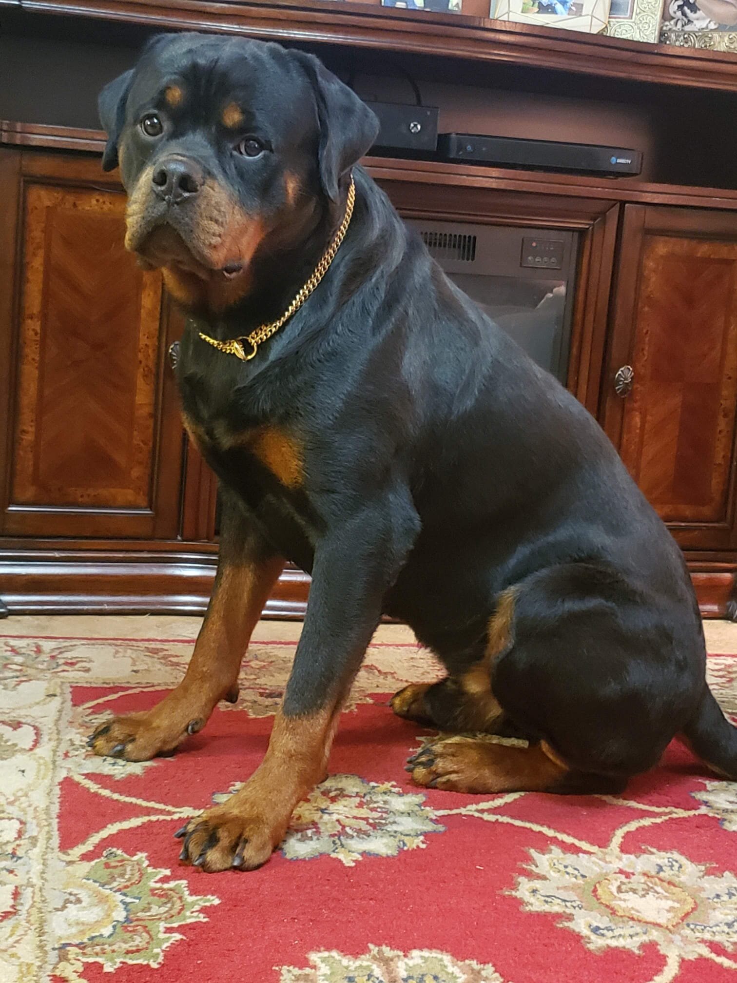 Champion Adult Rottweiler Male-Proven Stud image 2