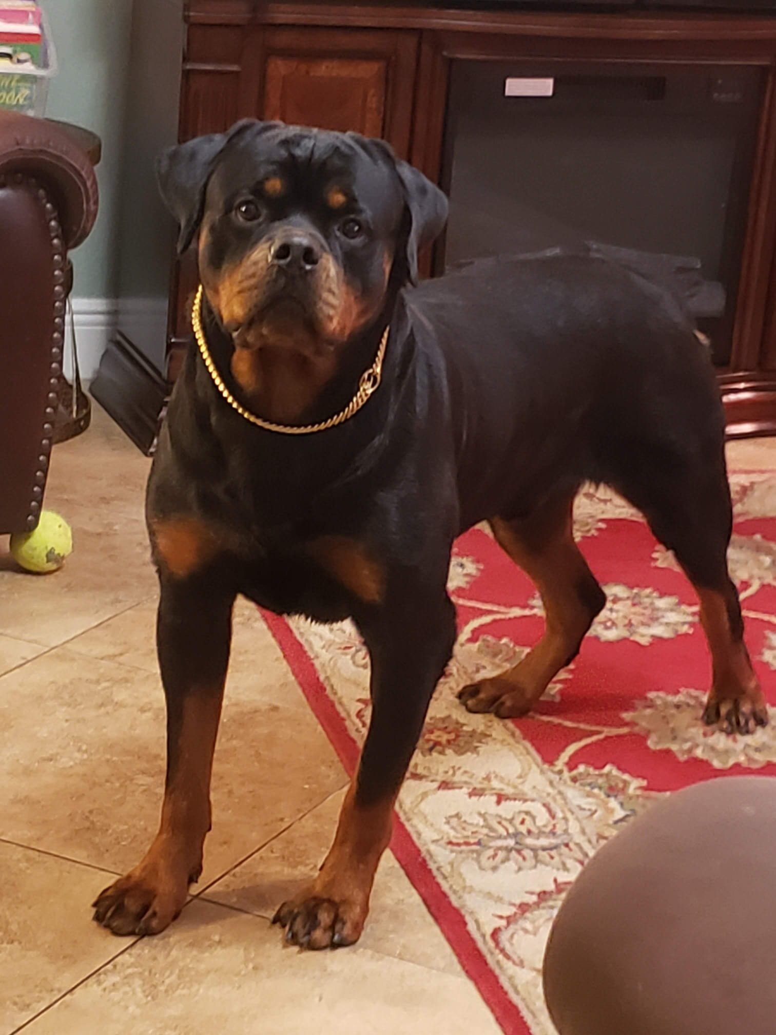 Champion Adult Rottweiler Male-Proven Stud image 1