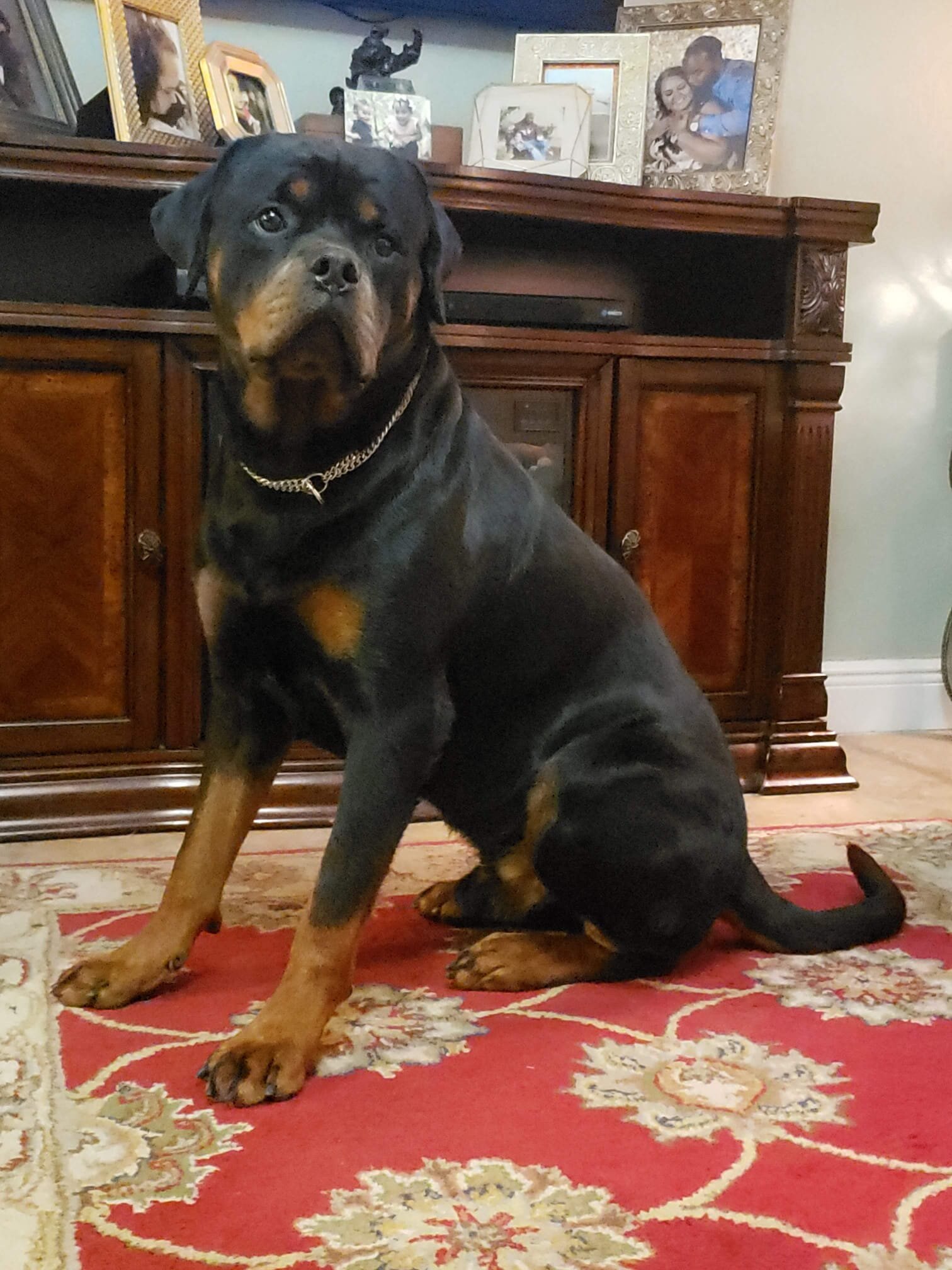 Champion Adult Rottweiler Male-Proven Stud image 3