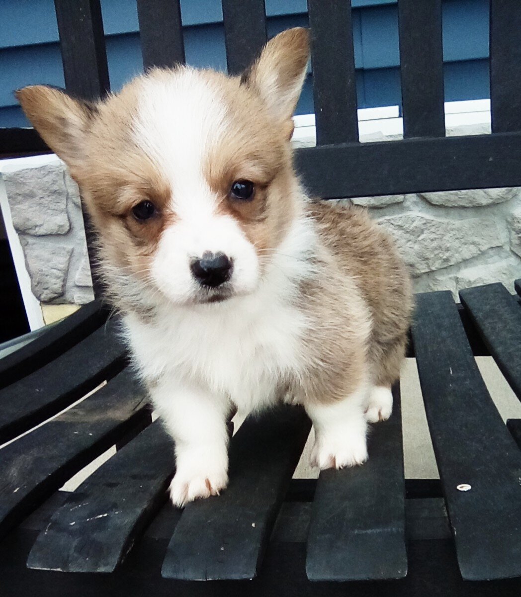 AkC Pembroke corgi male image 2