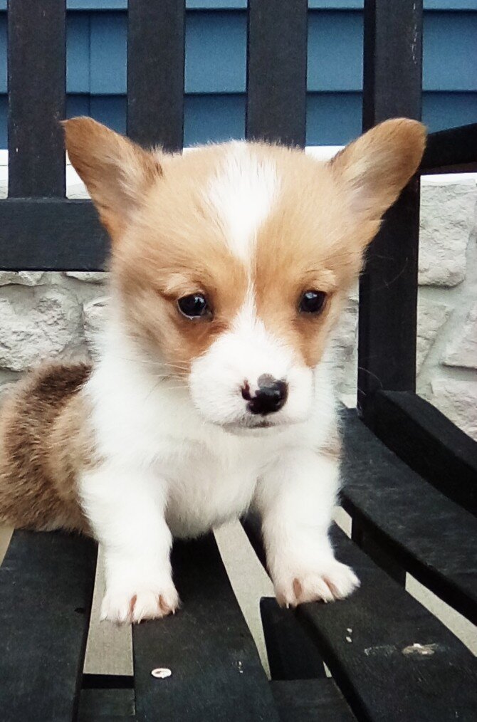 AkC Pembroke corgi male image 4