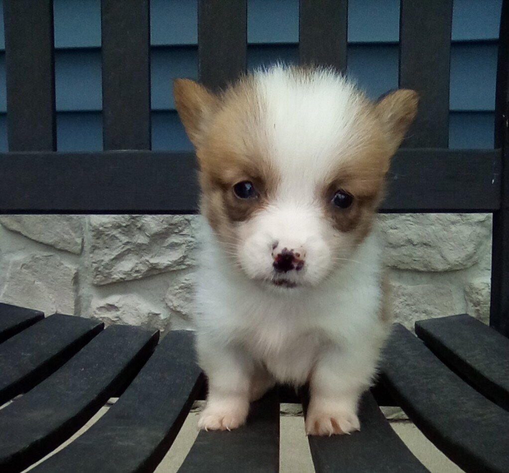 AMC corgi male image 1
