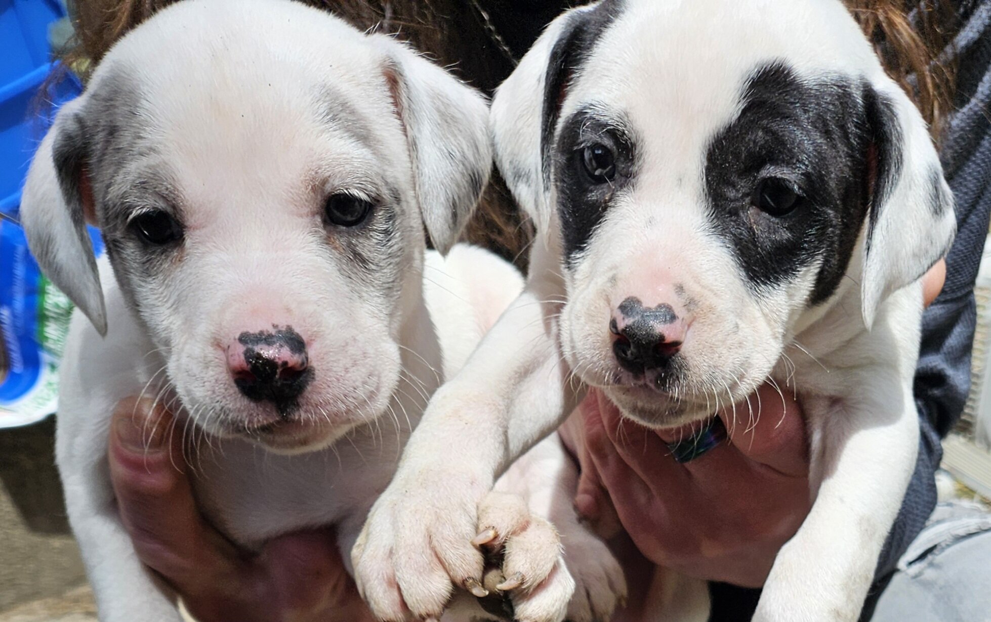 Puppies image 1