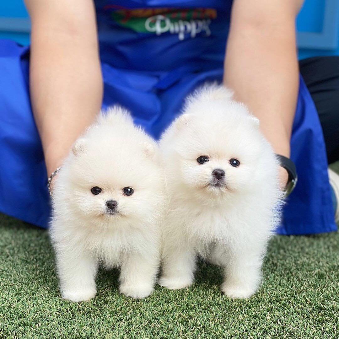 Pomeranian puppy for sale image 2