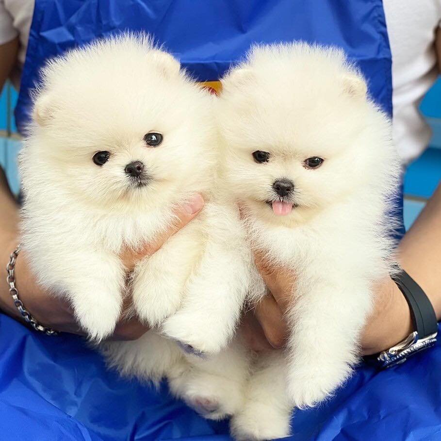 Pomeranian puppy for sale image 3