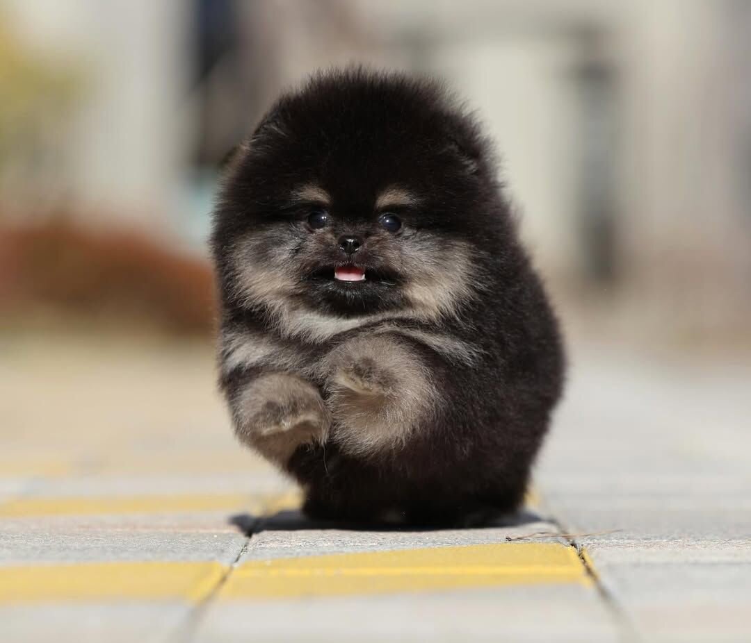 Pomeranian puppy for sale image 4