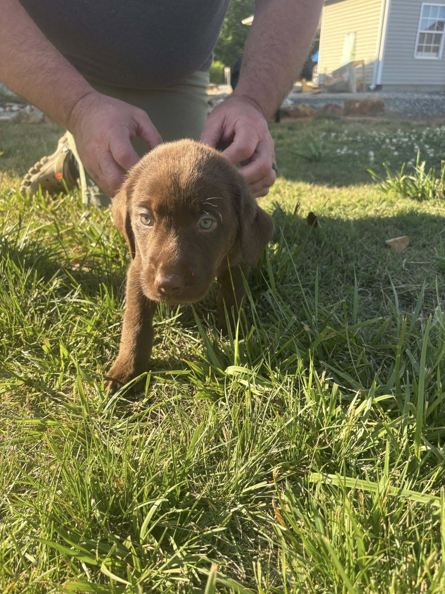 Labrador Retriever Puppies image 4