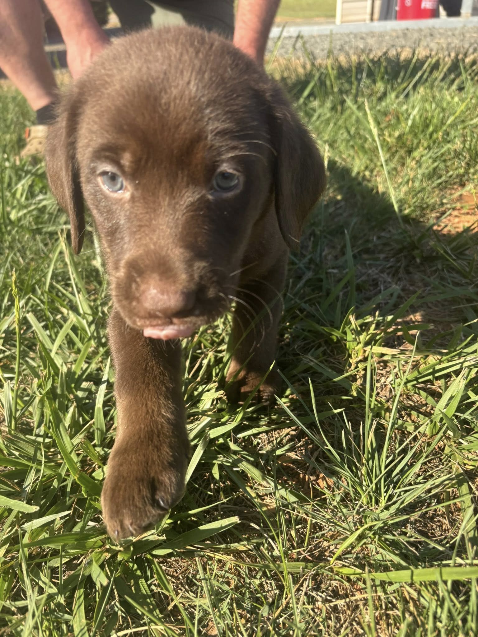 Labrador Retriever Puppies image 3