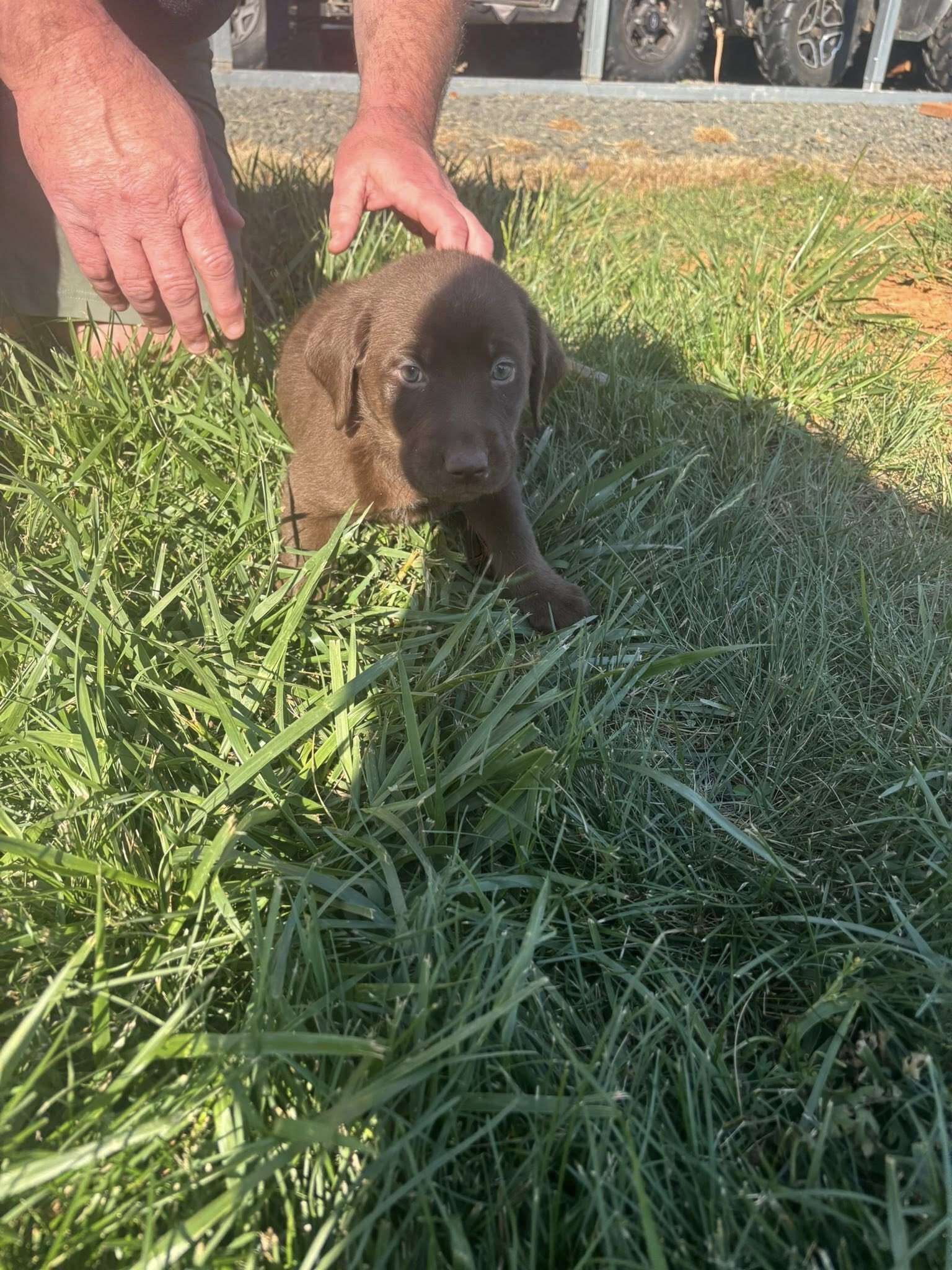 Labrador Retriever Puppies image 2