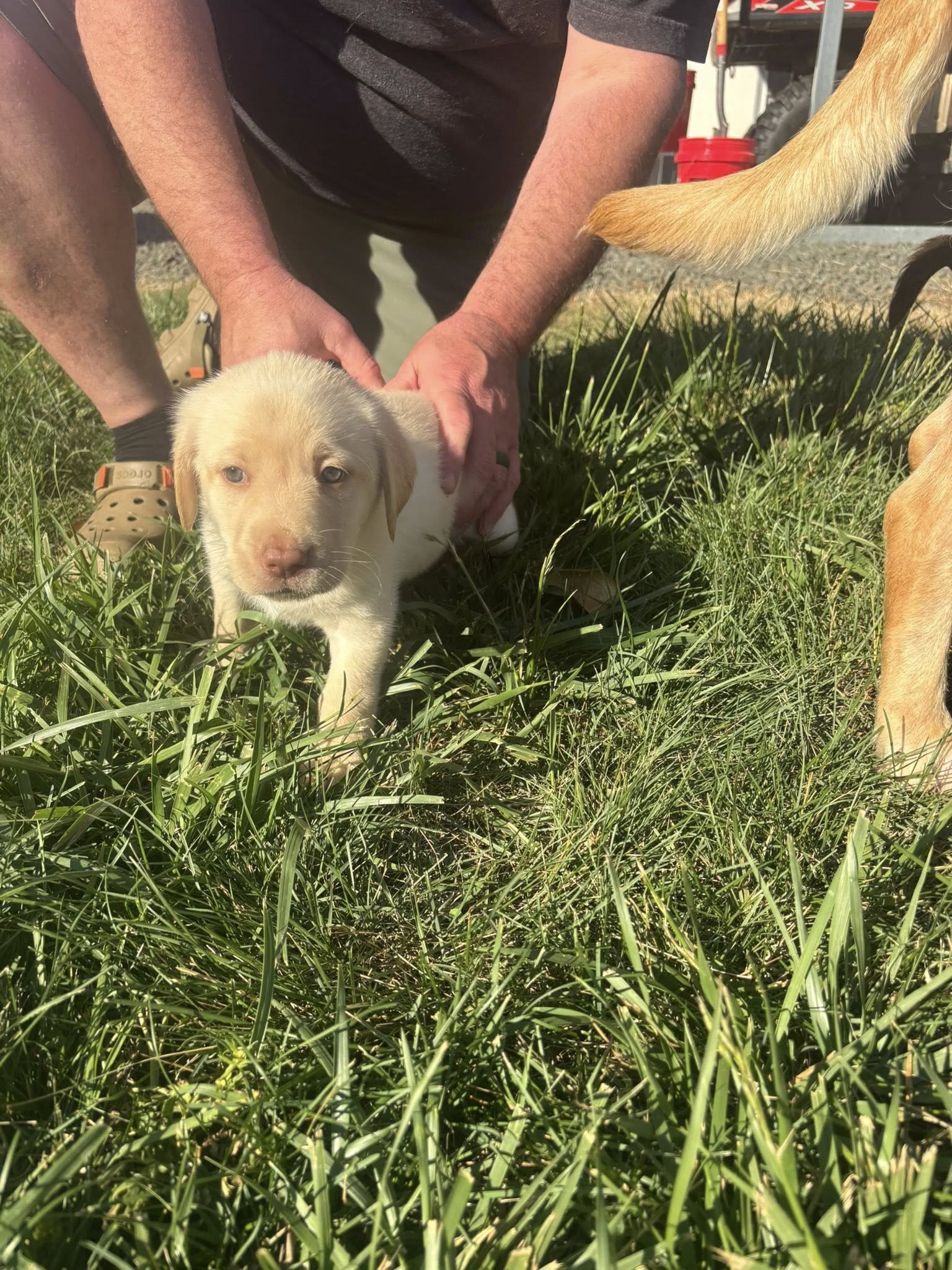 Labrador Retriever Puppies image 1