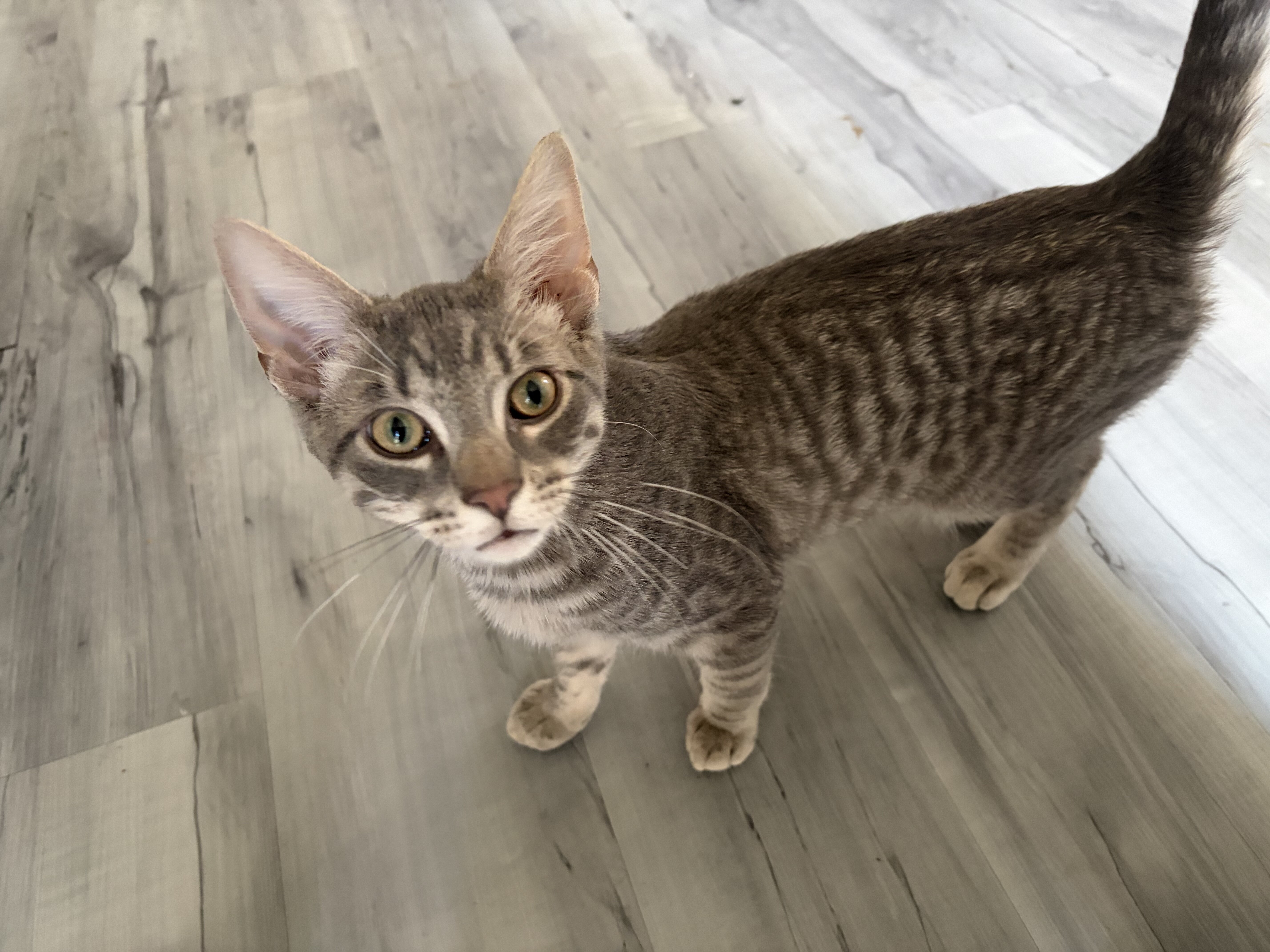Cat image 1