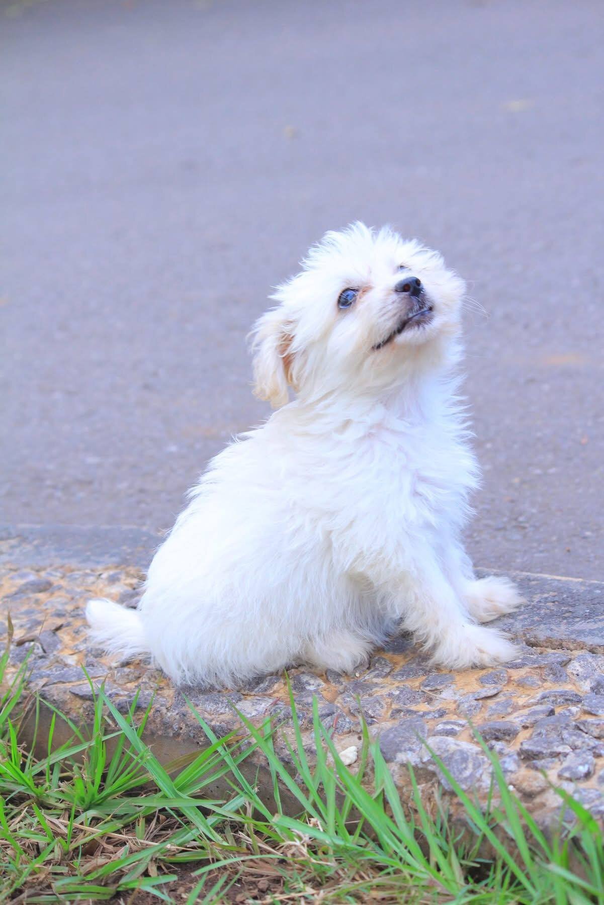 Beautiful Maltese puppies rescue needed image 3