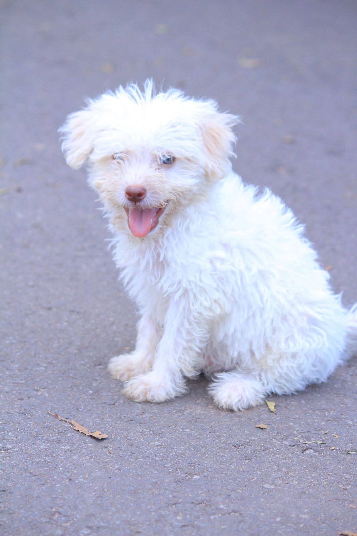 Beautiful Maltese puppies rescue needed image 5