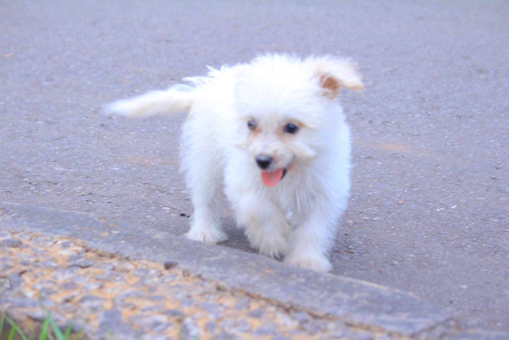 Beautiful Maltese puppies rescue needed image 6