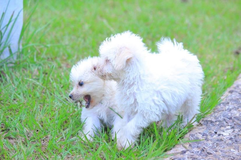 Beautiful Maltese puppies rescue needed image 1