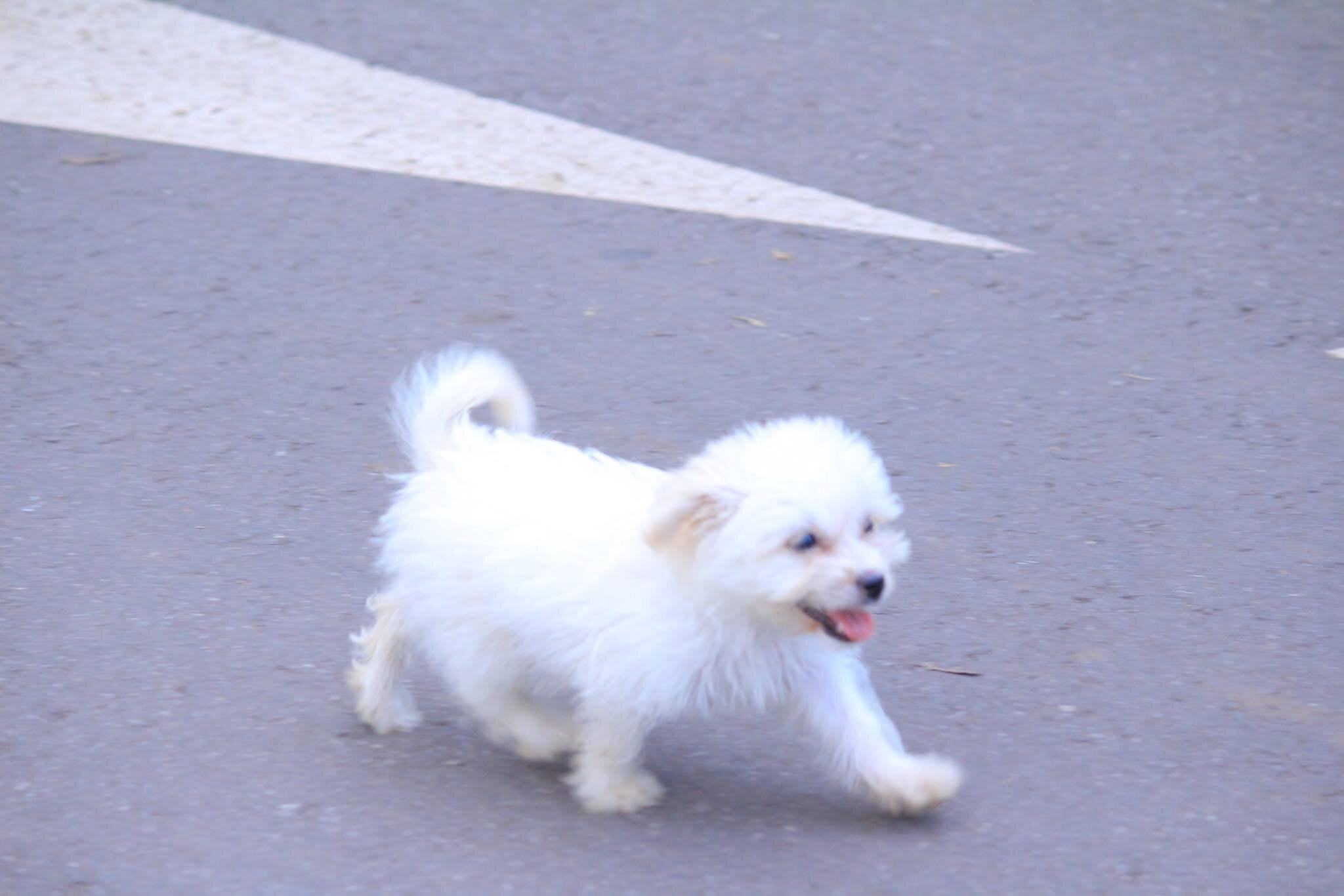 Beautiful Maltese puppies rescue needed image 4