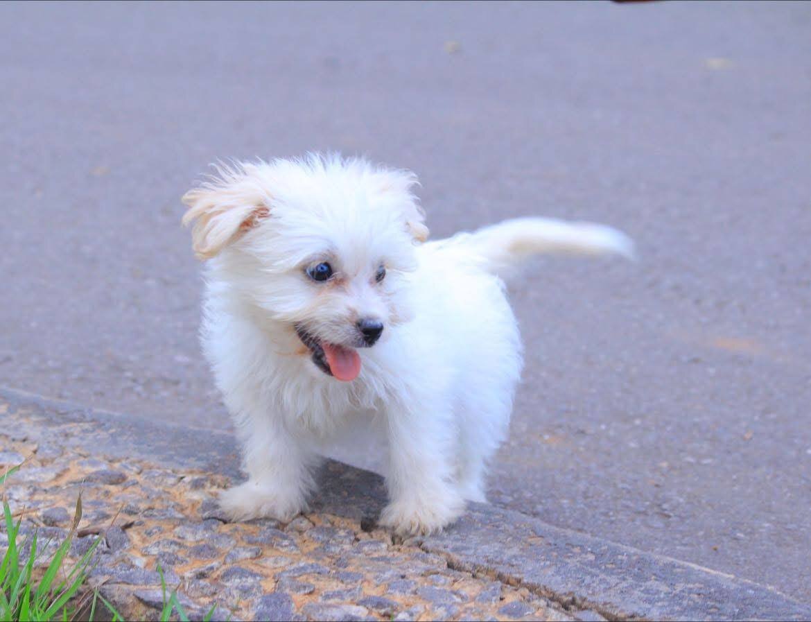 Beautiful Maltese puppies rescue needed image 7
