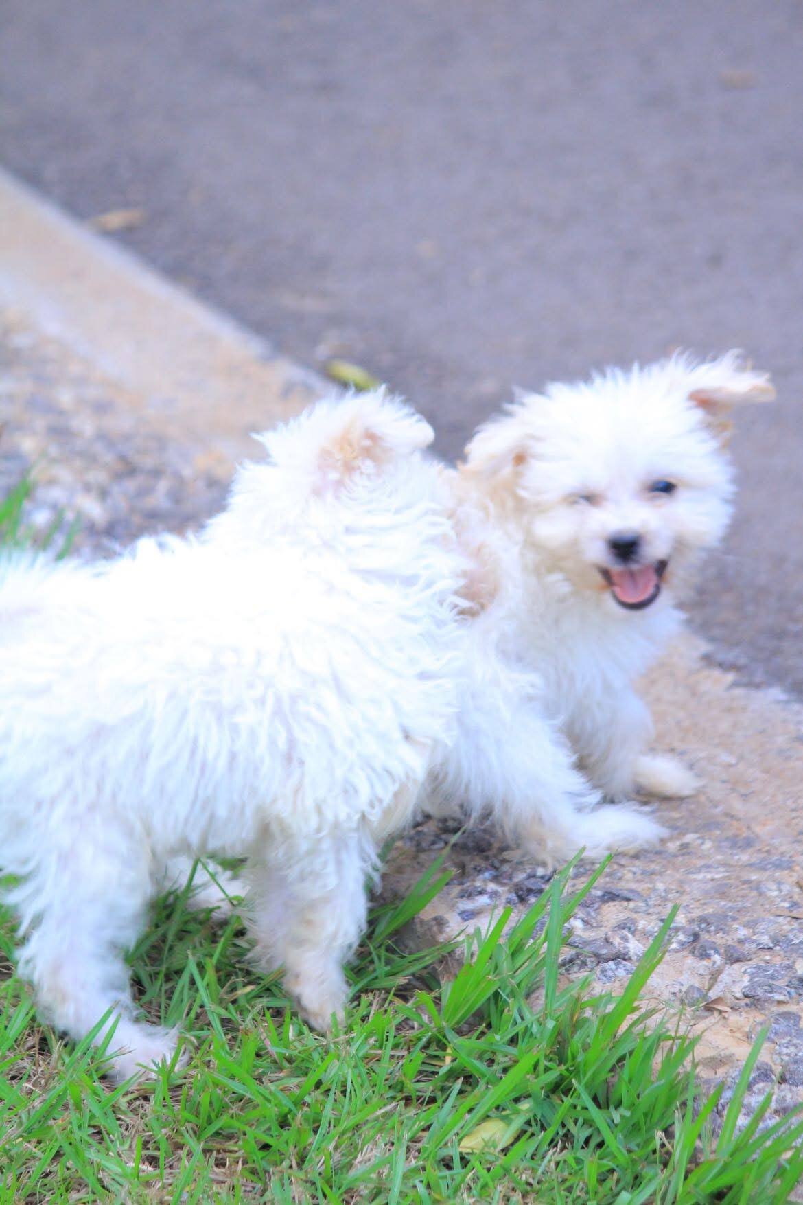 Beautiful Maltese puppies rescue needed image 2