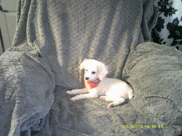 Toy poodle puppy image 3