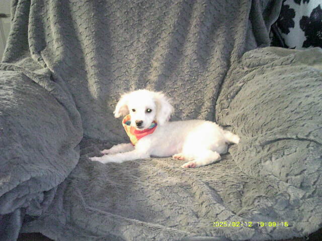 Toy poodle puppy image 2