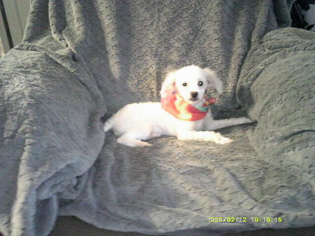 Toy poodle puppy image 1