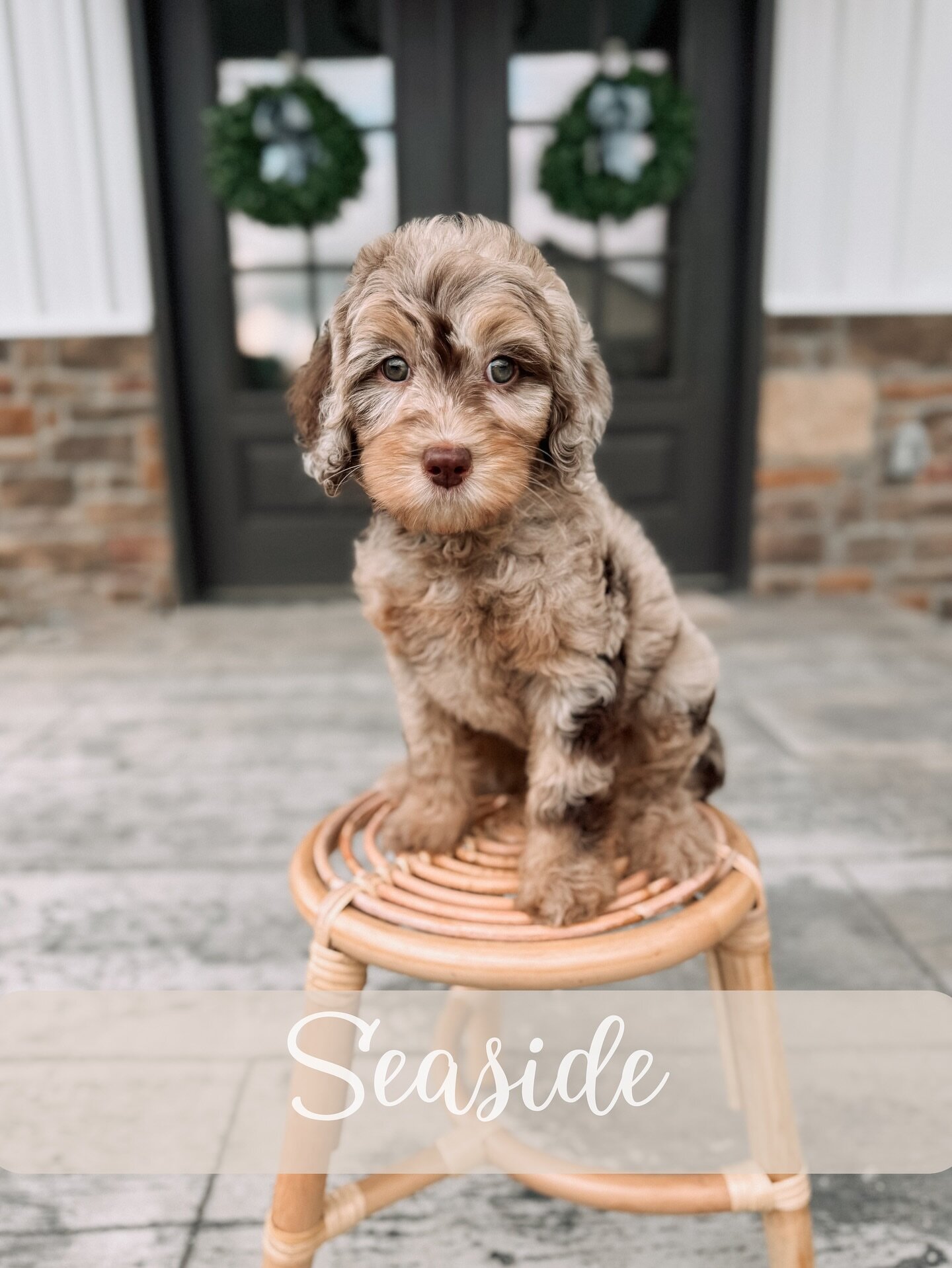 Goldendoodle image 1