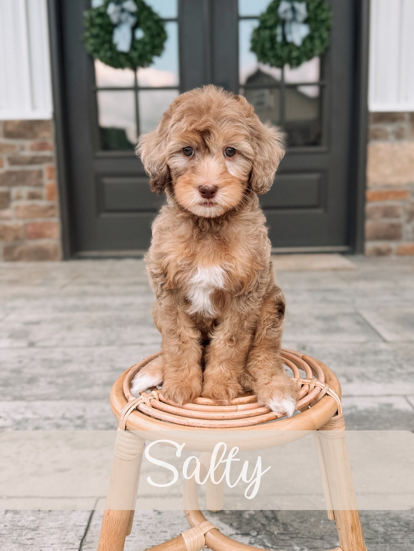Goldendoodle image 2