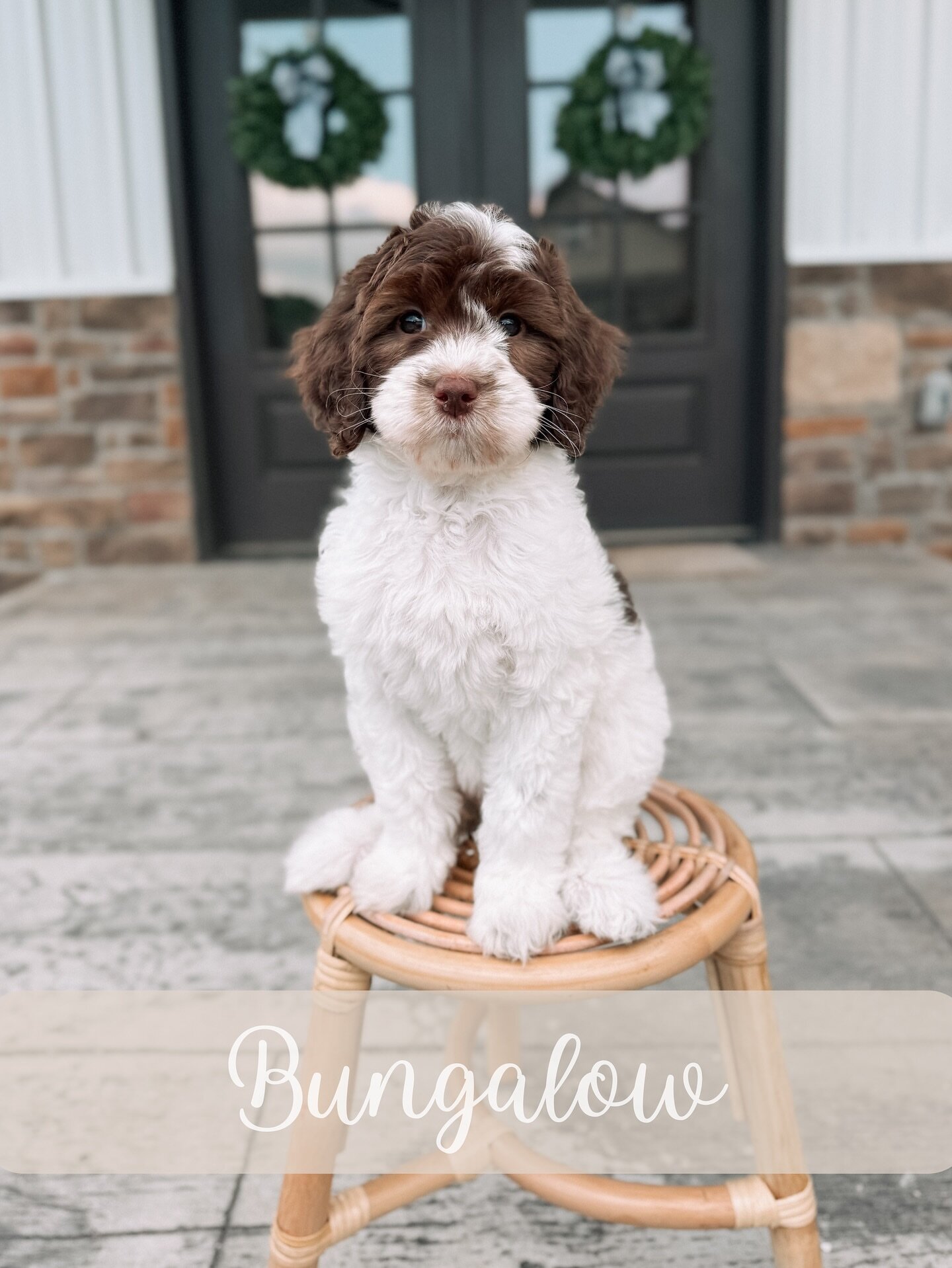 Goldendoodle image 3
