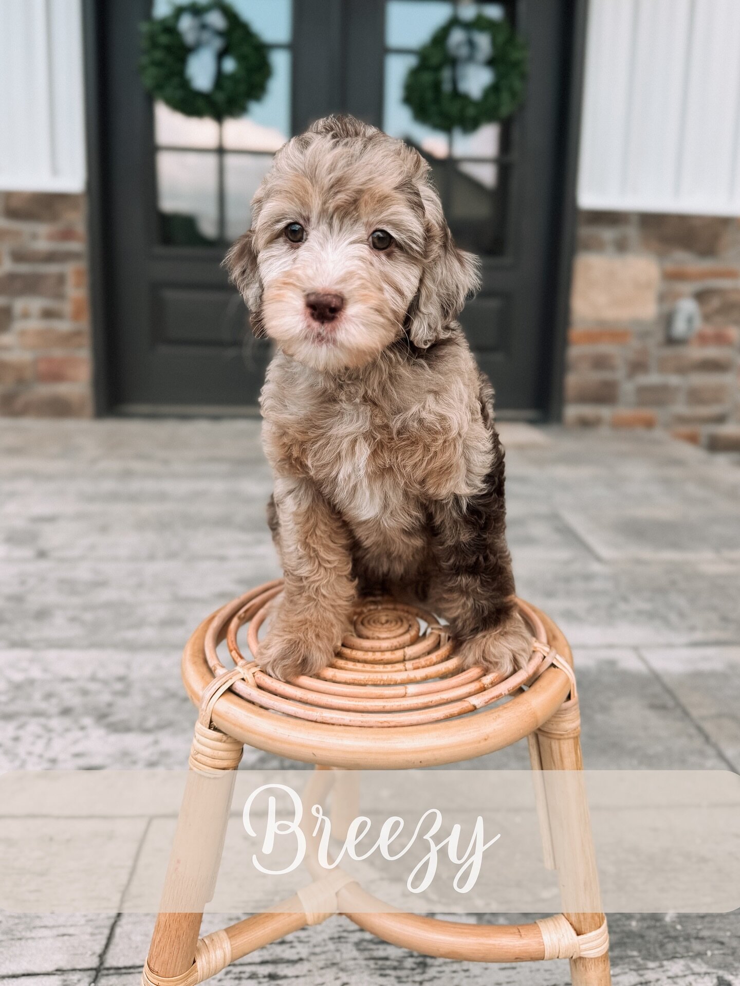 Goldendoodle image 4