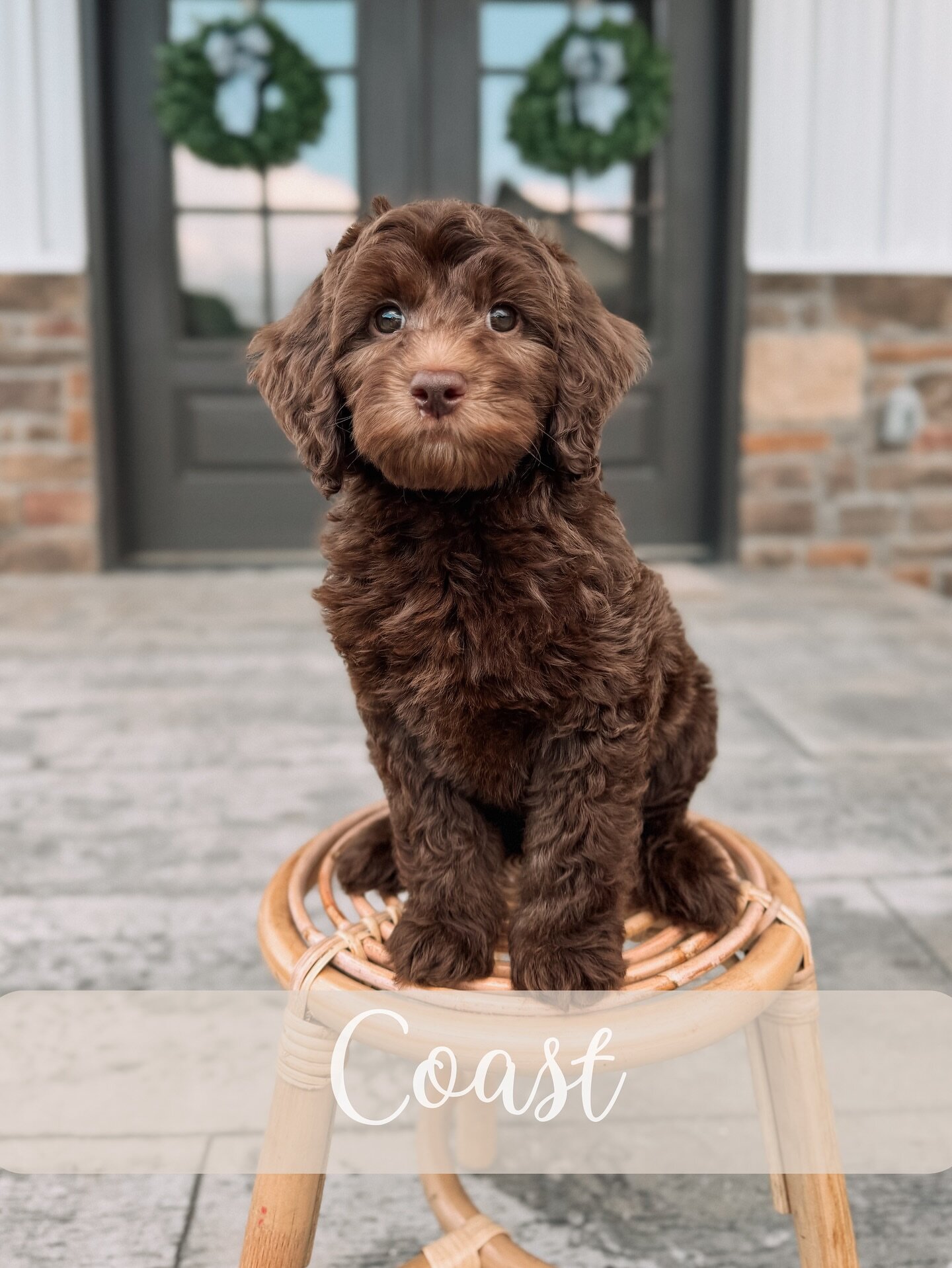 Goldendoodle image 5
