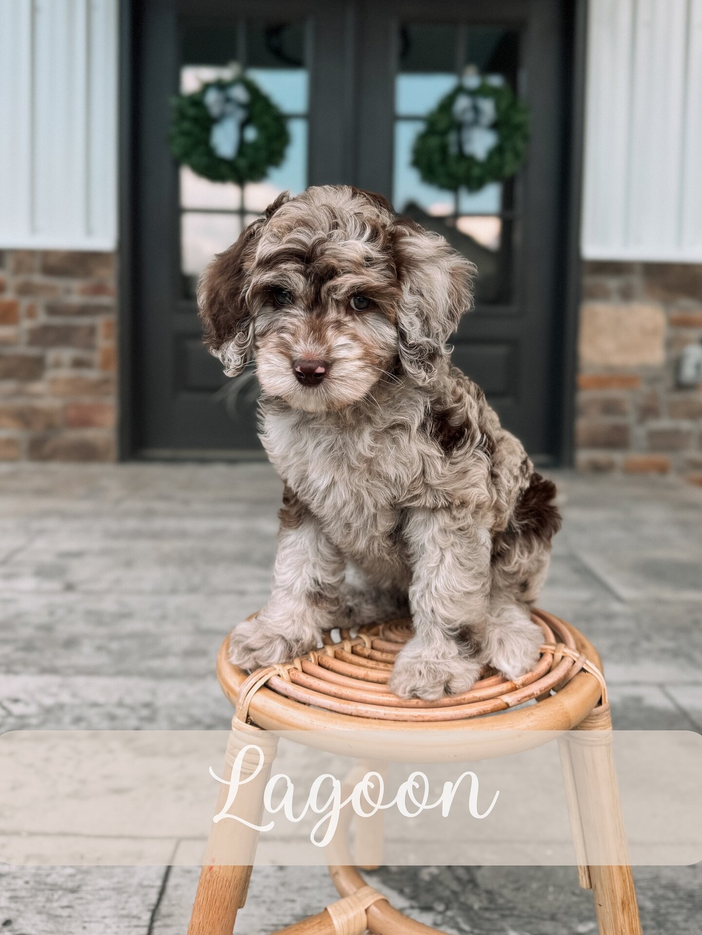 Goldendoodle image 6