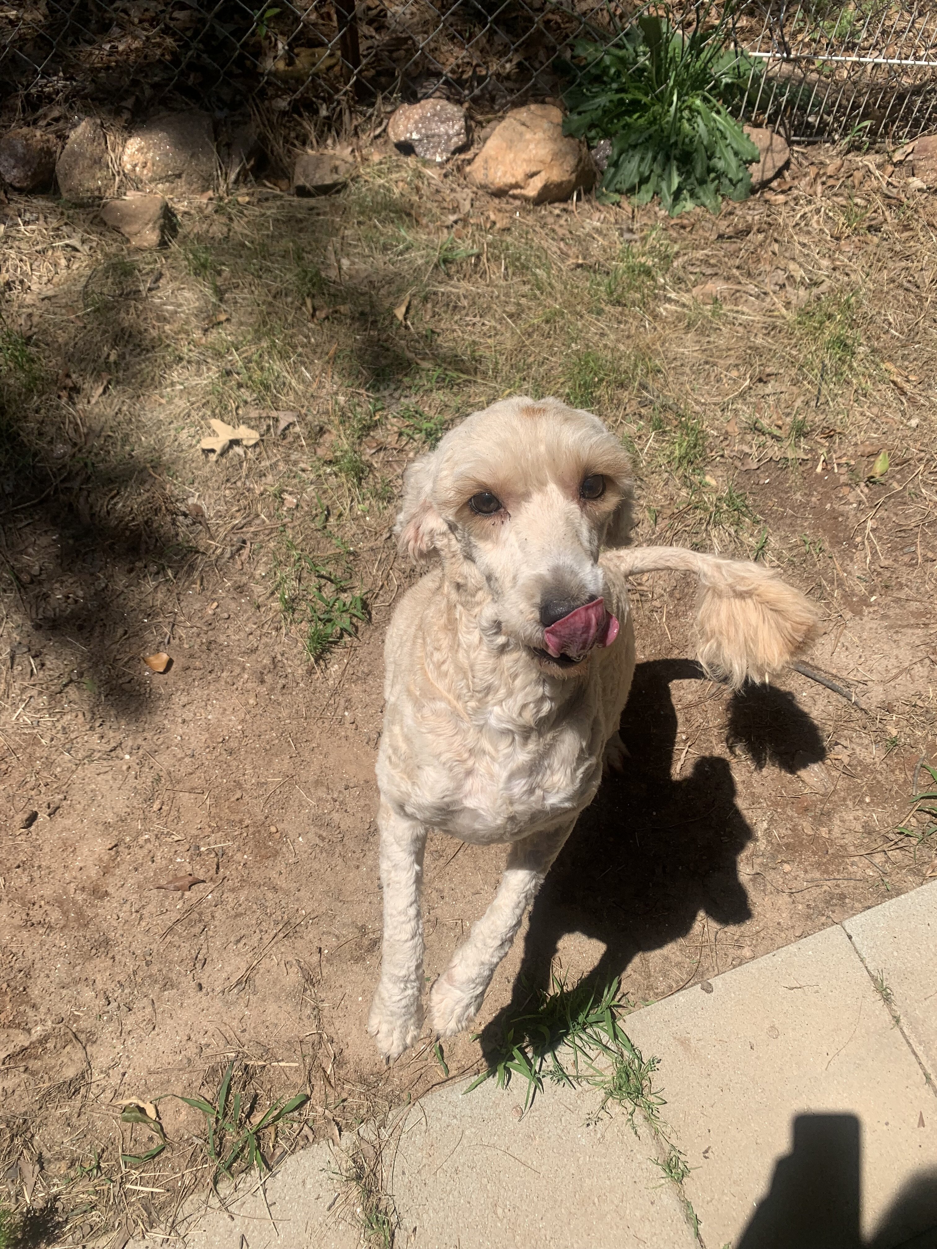 Light brown/gold goldendoodle image 1