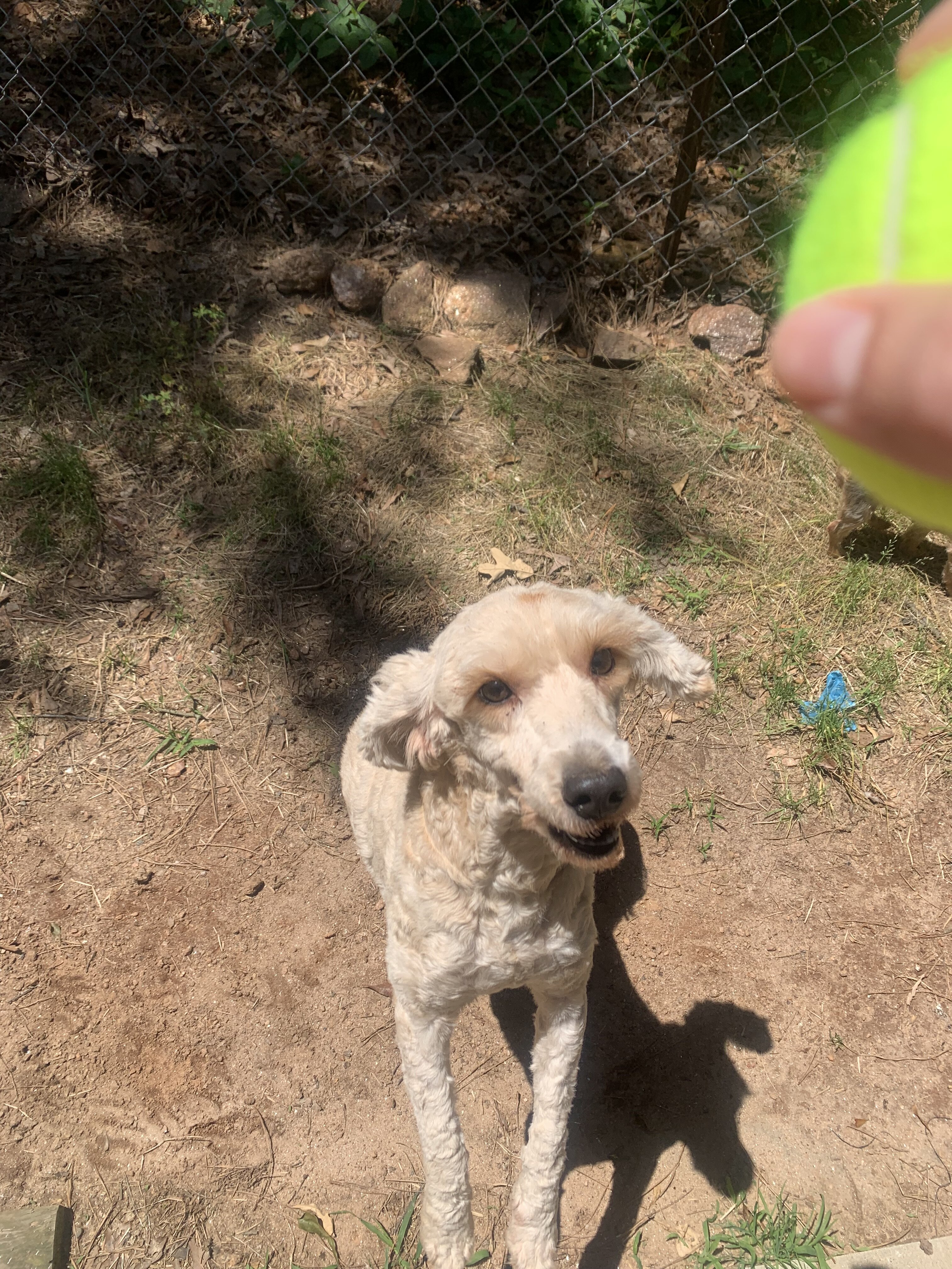 Light brown/gold goldendoodle image 5