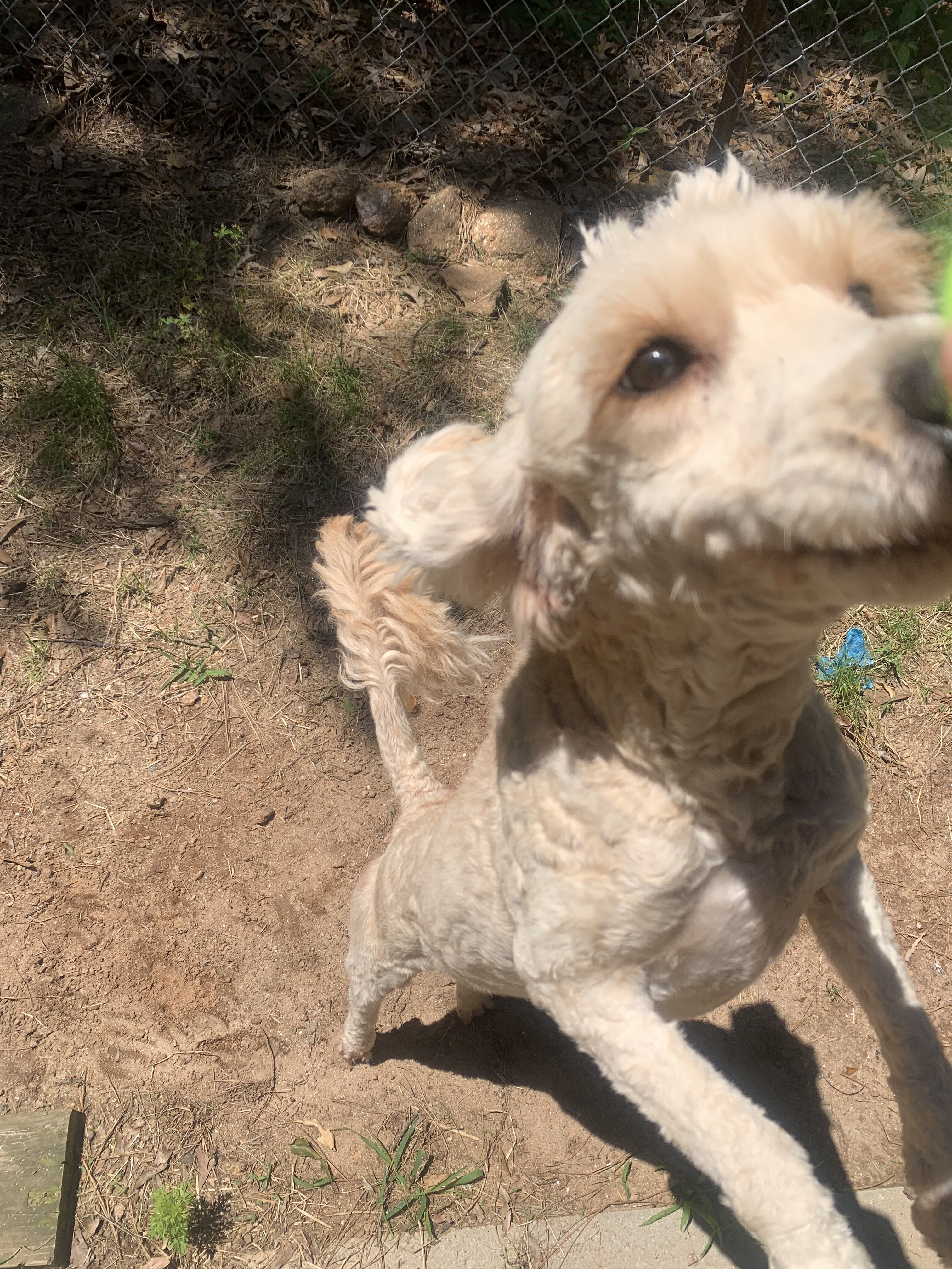 Light brown/gold goldendoodle image 6