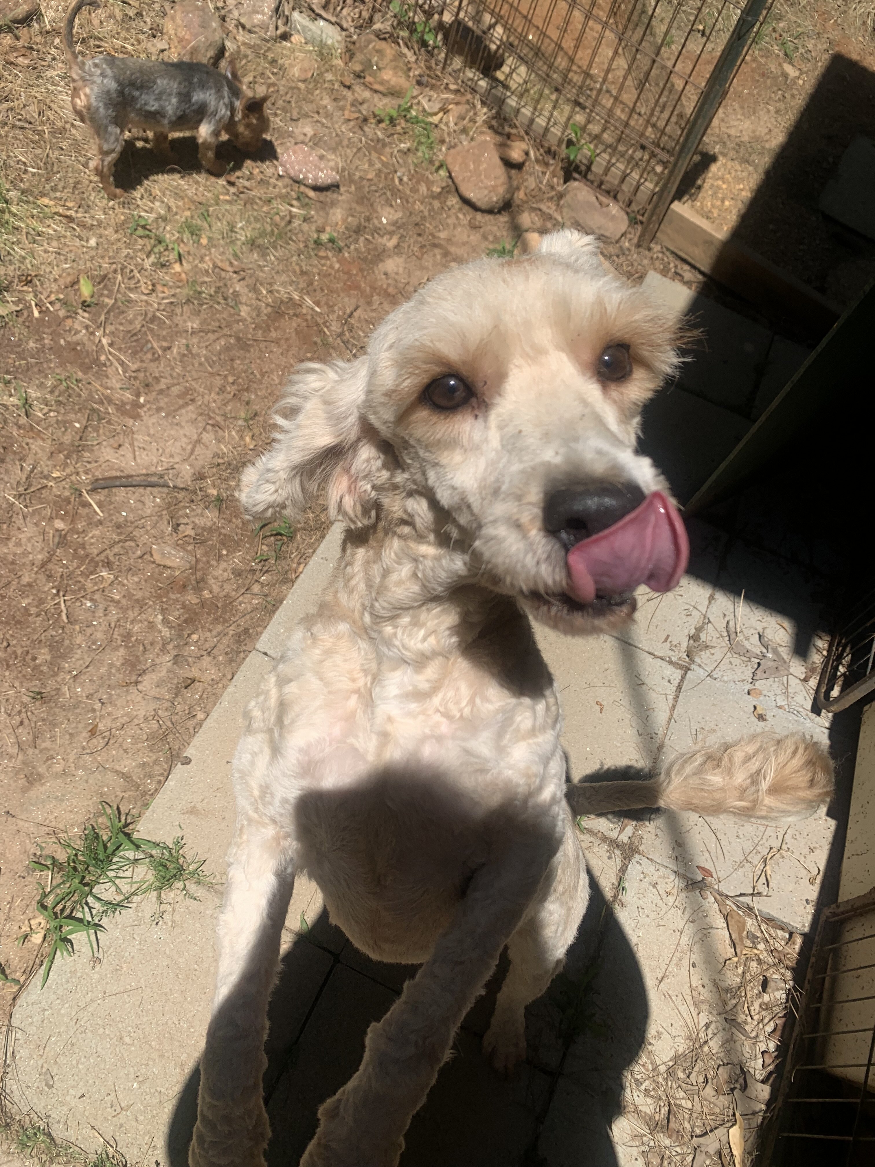 Light brown/gold goldendoodle image 10