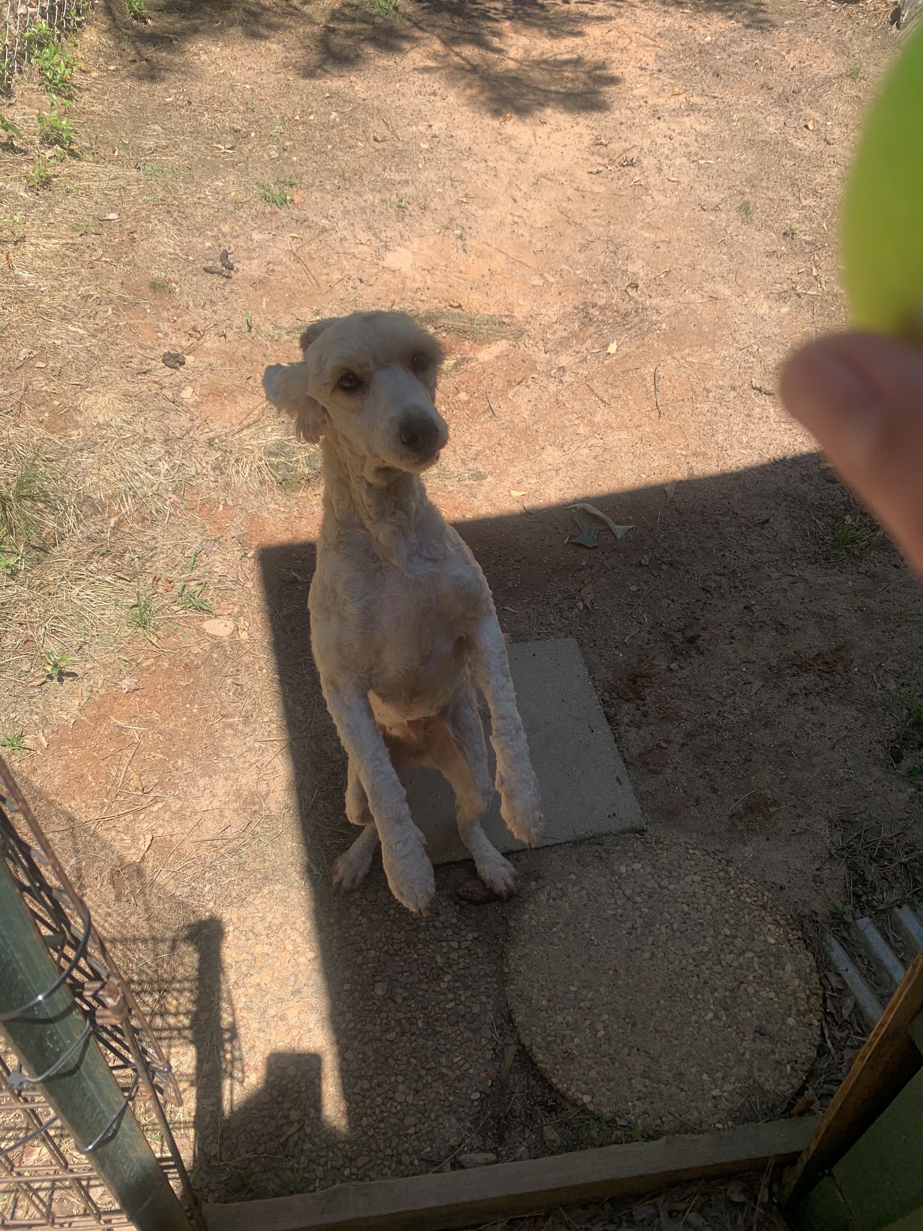 Light brown/gold goldendoodle image 8