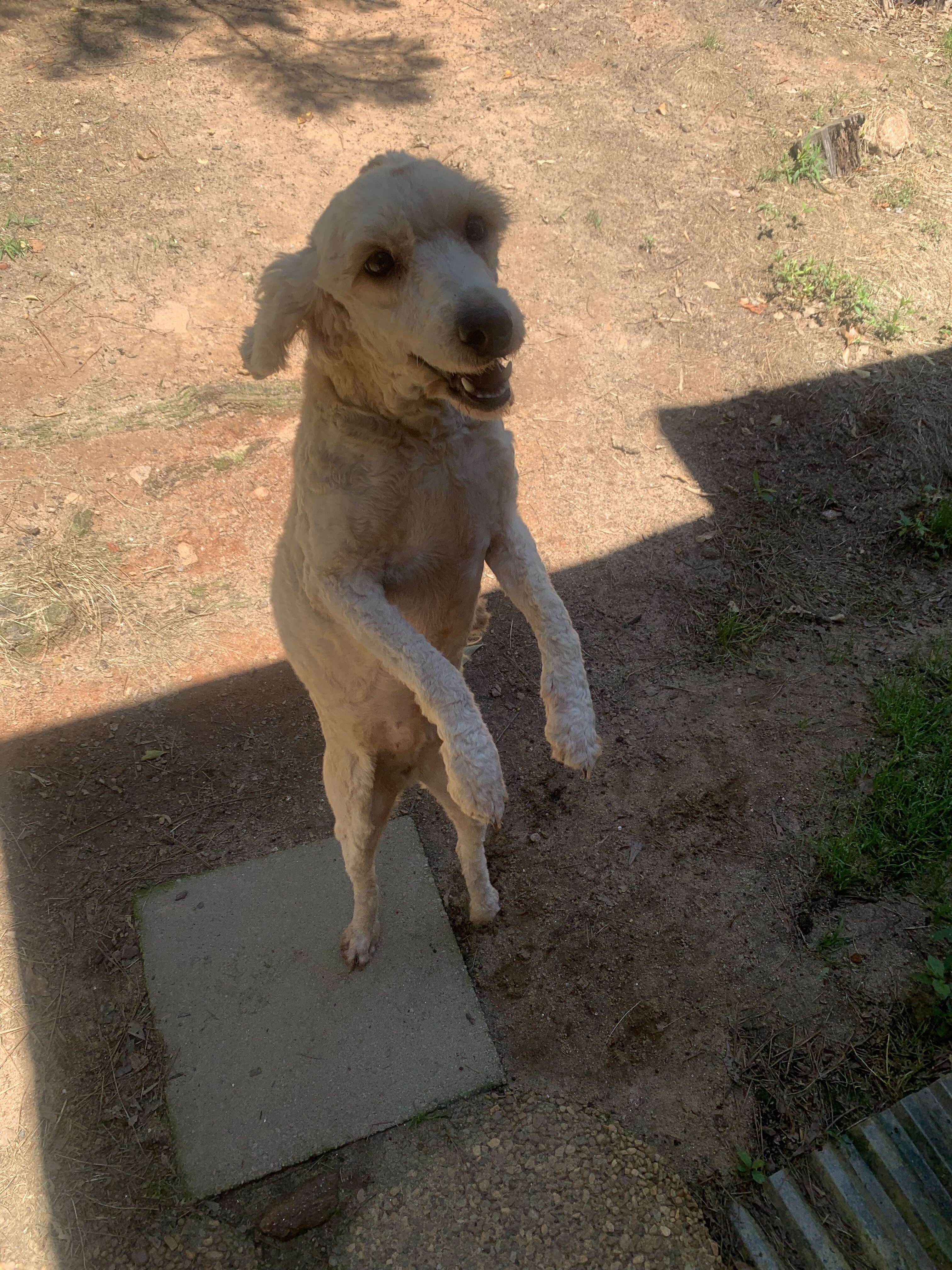 Light brown/gold goldendoodle image 7