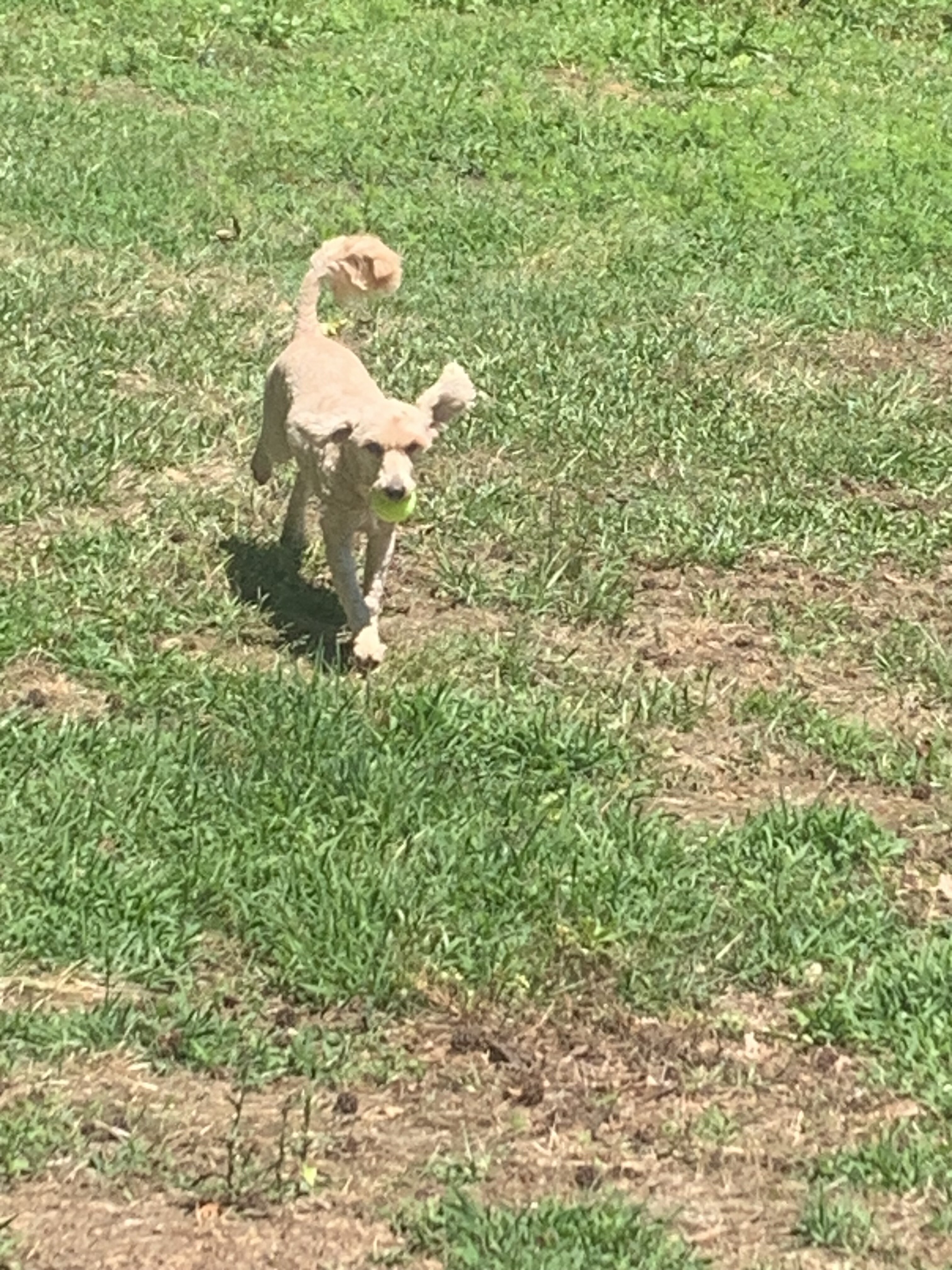 Light brown/gold goldendoodle image 3