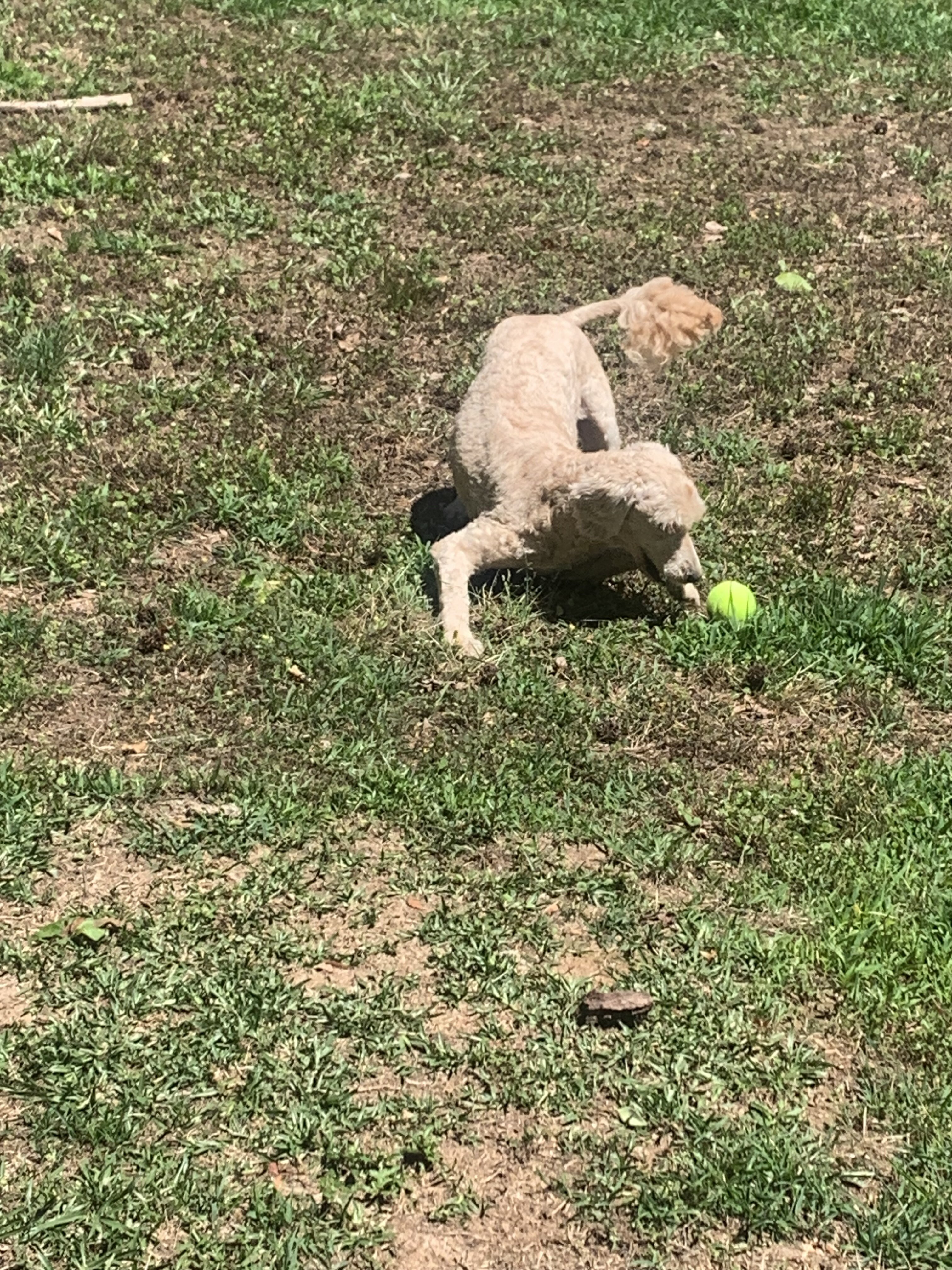 Light brown/gold goldendoodle image 2
