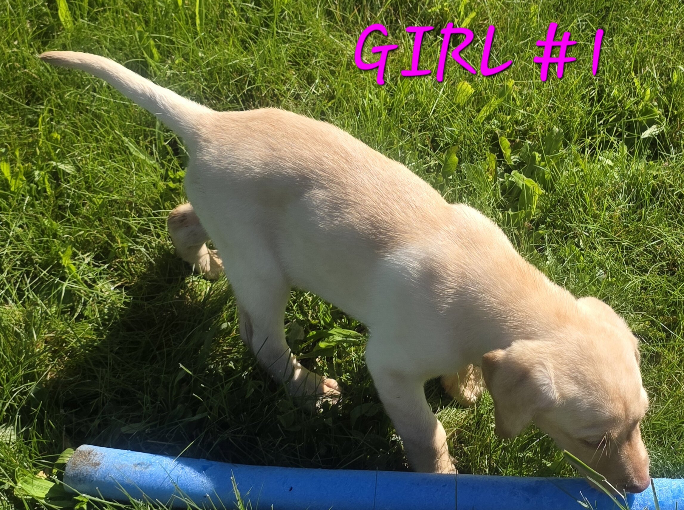 Lab puppy image 1