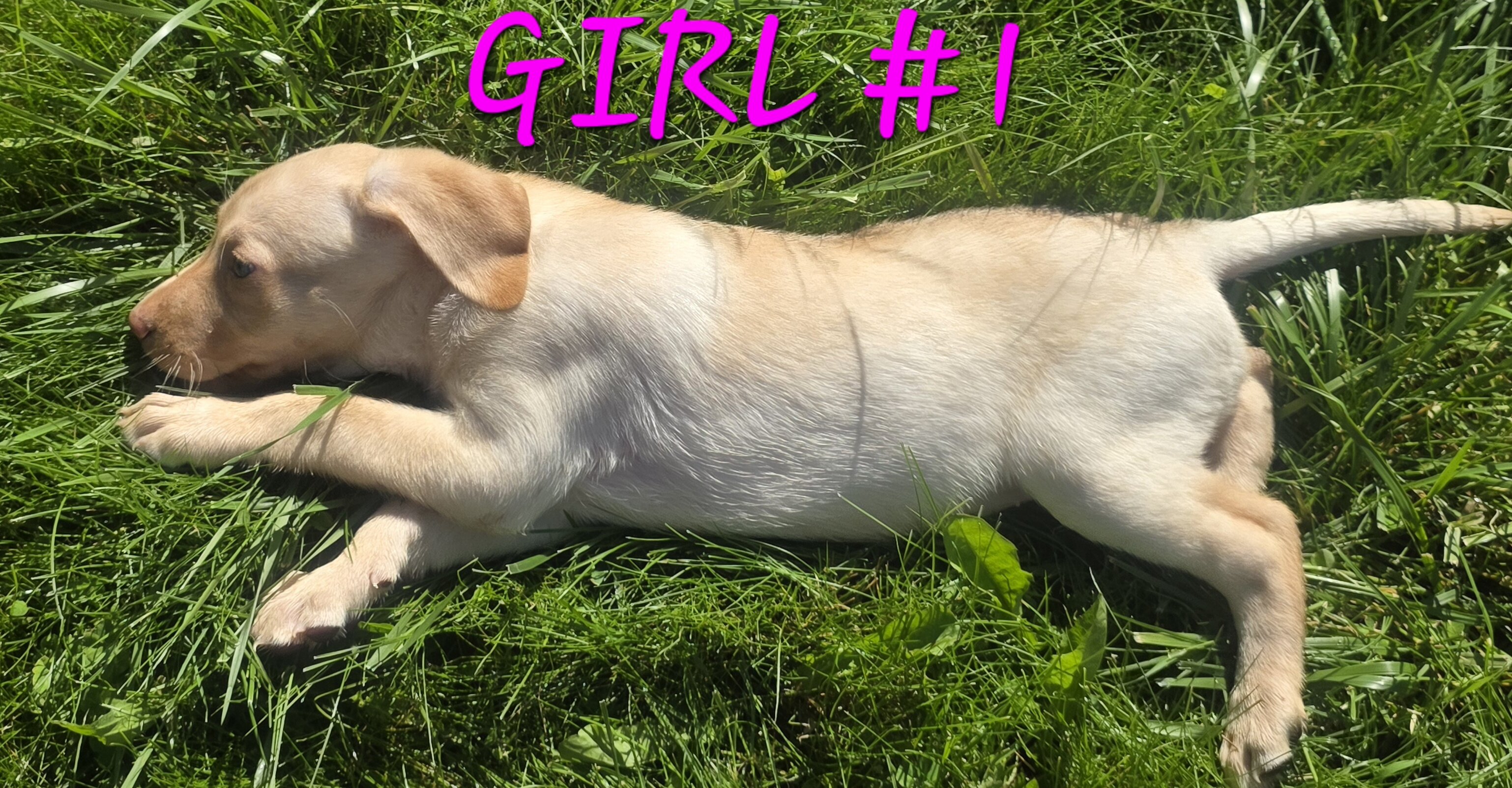 Lab puppy image 3