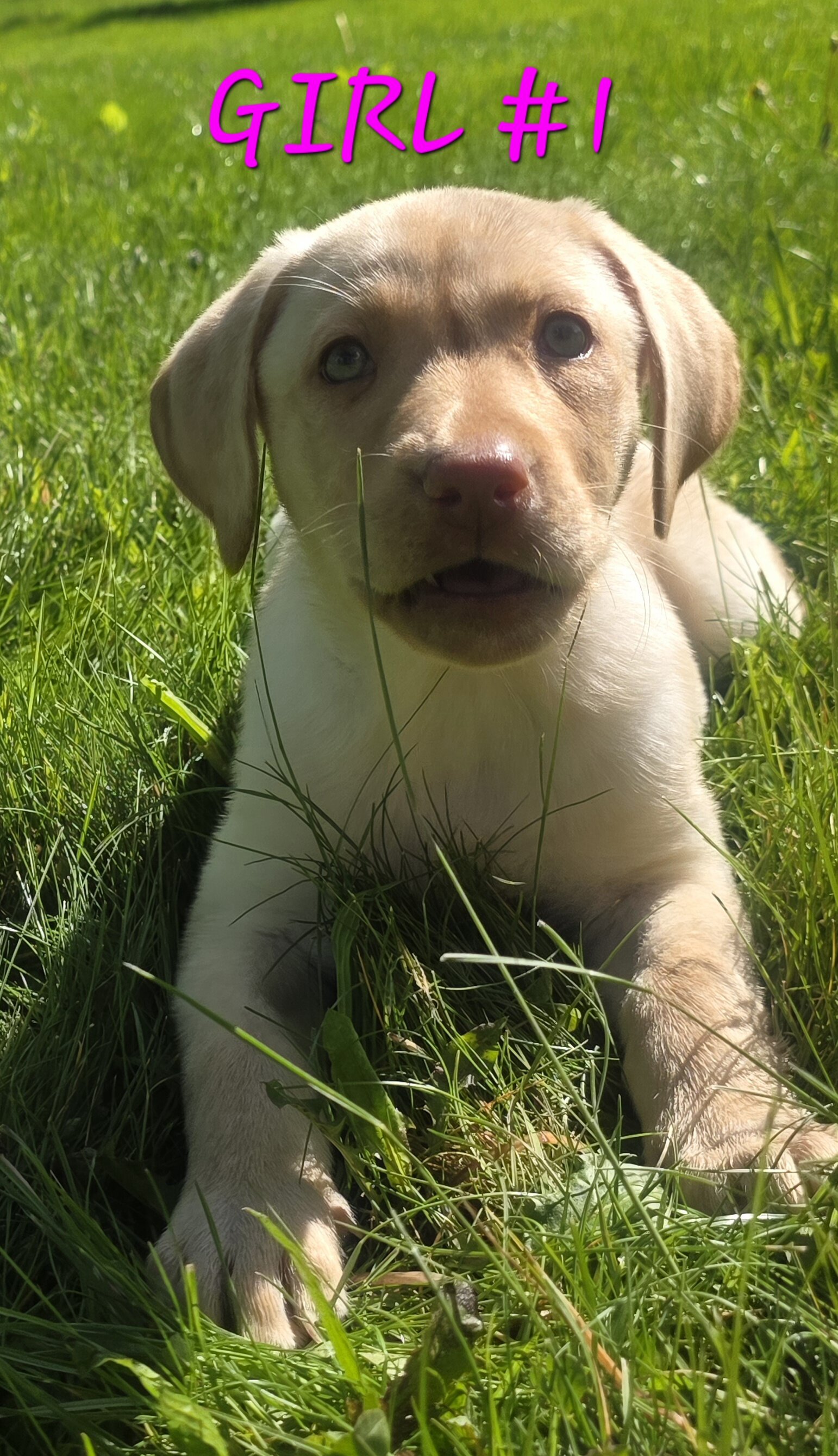 Lab puppy image 2