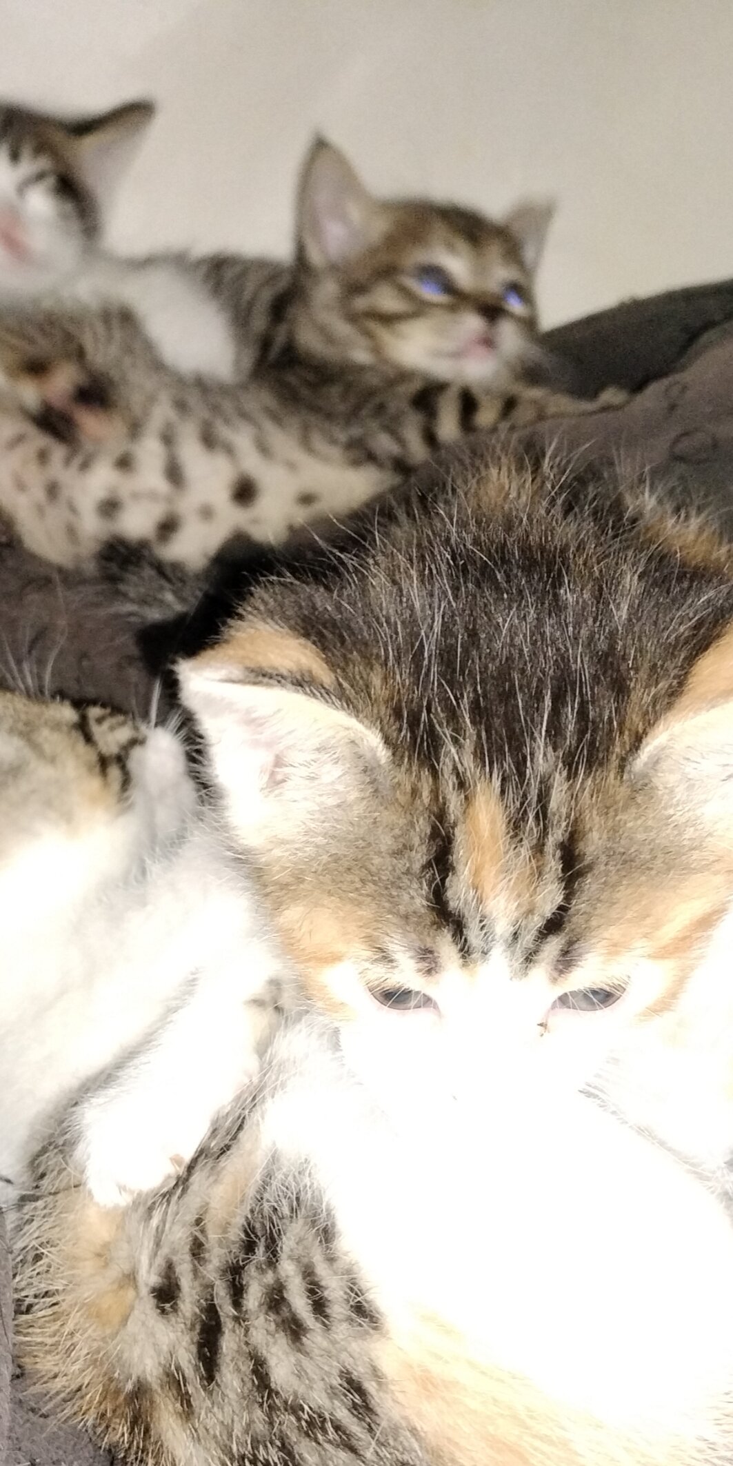 Kittens image 2