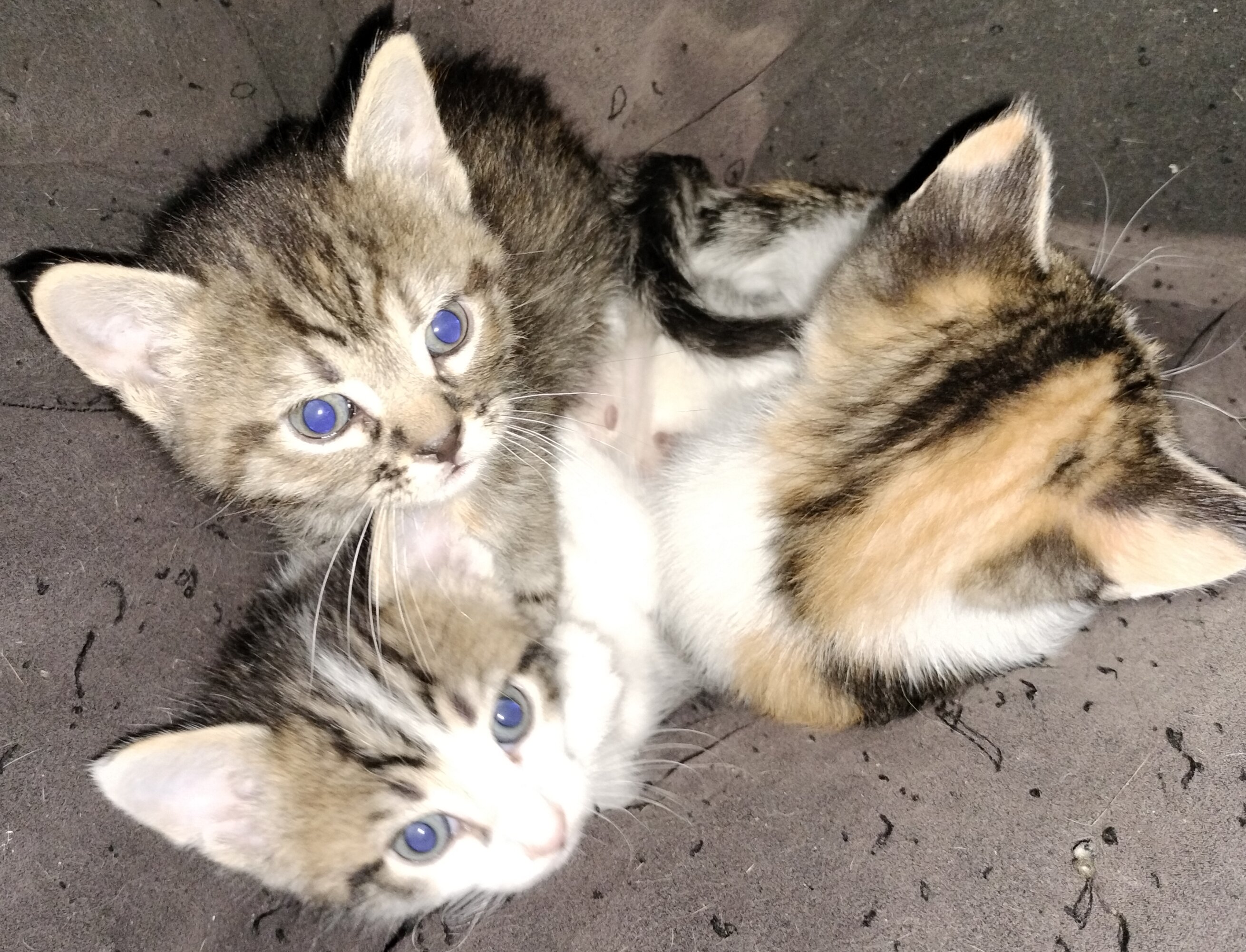 Kittens image 1
