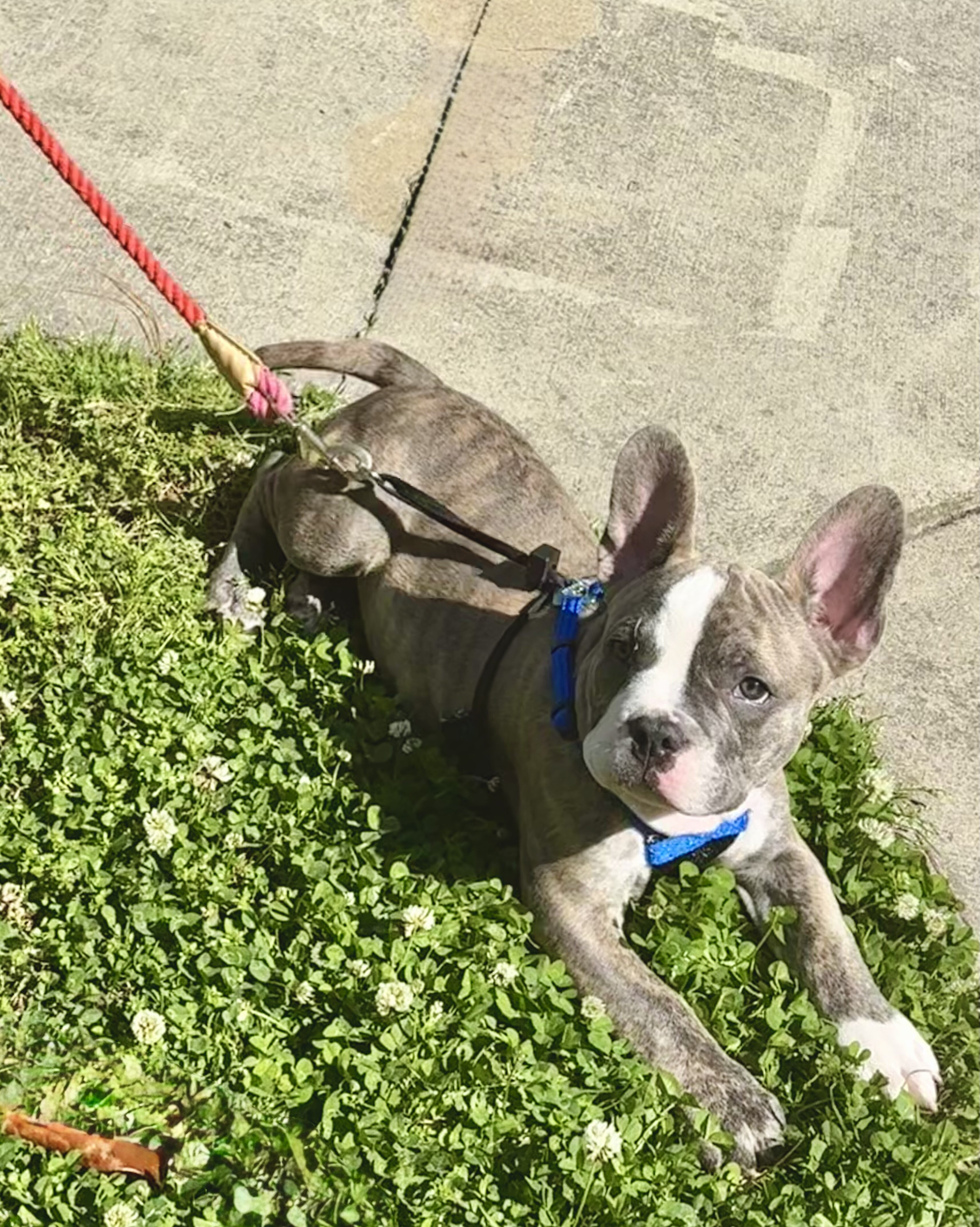 French bulldog puppy image 4