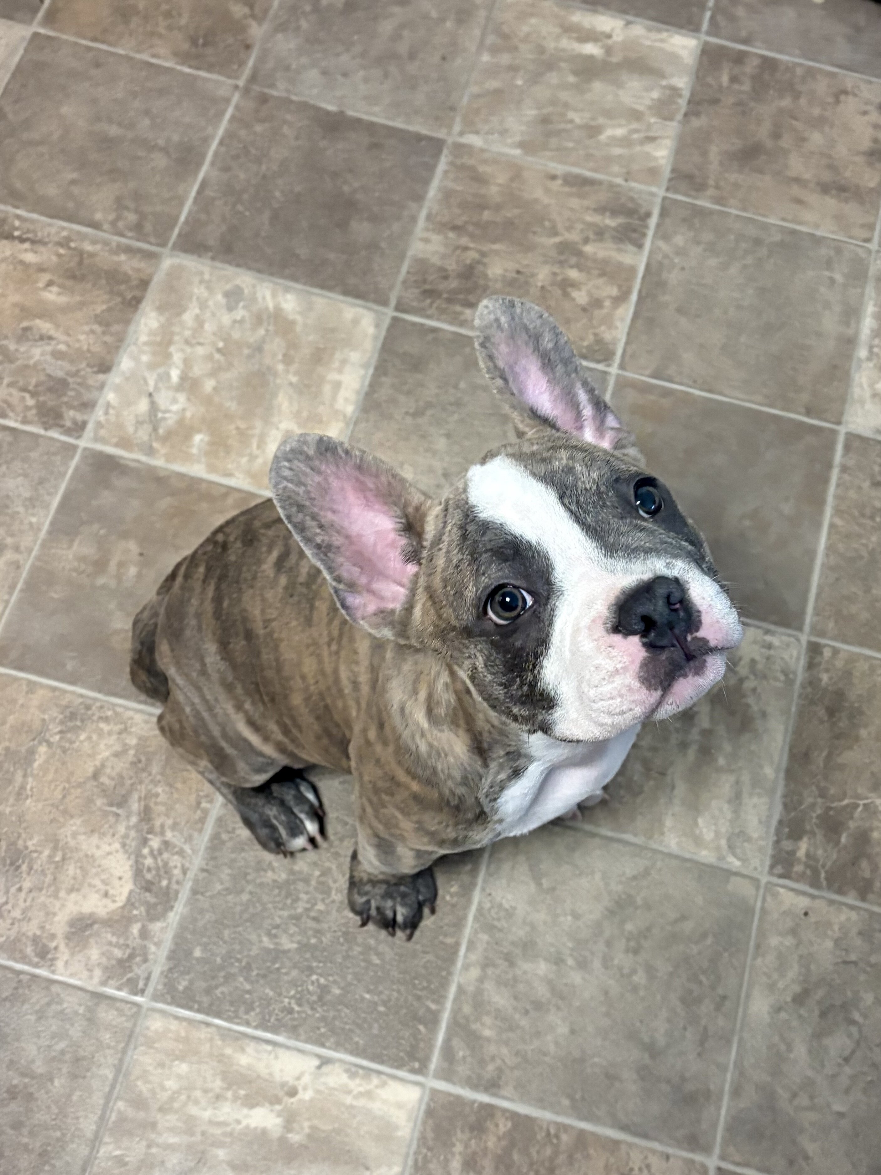 French bulldog puppy image 5