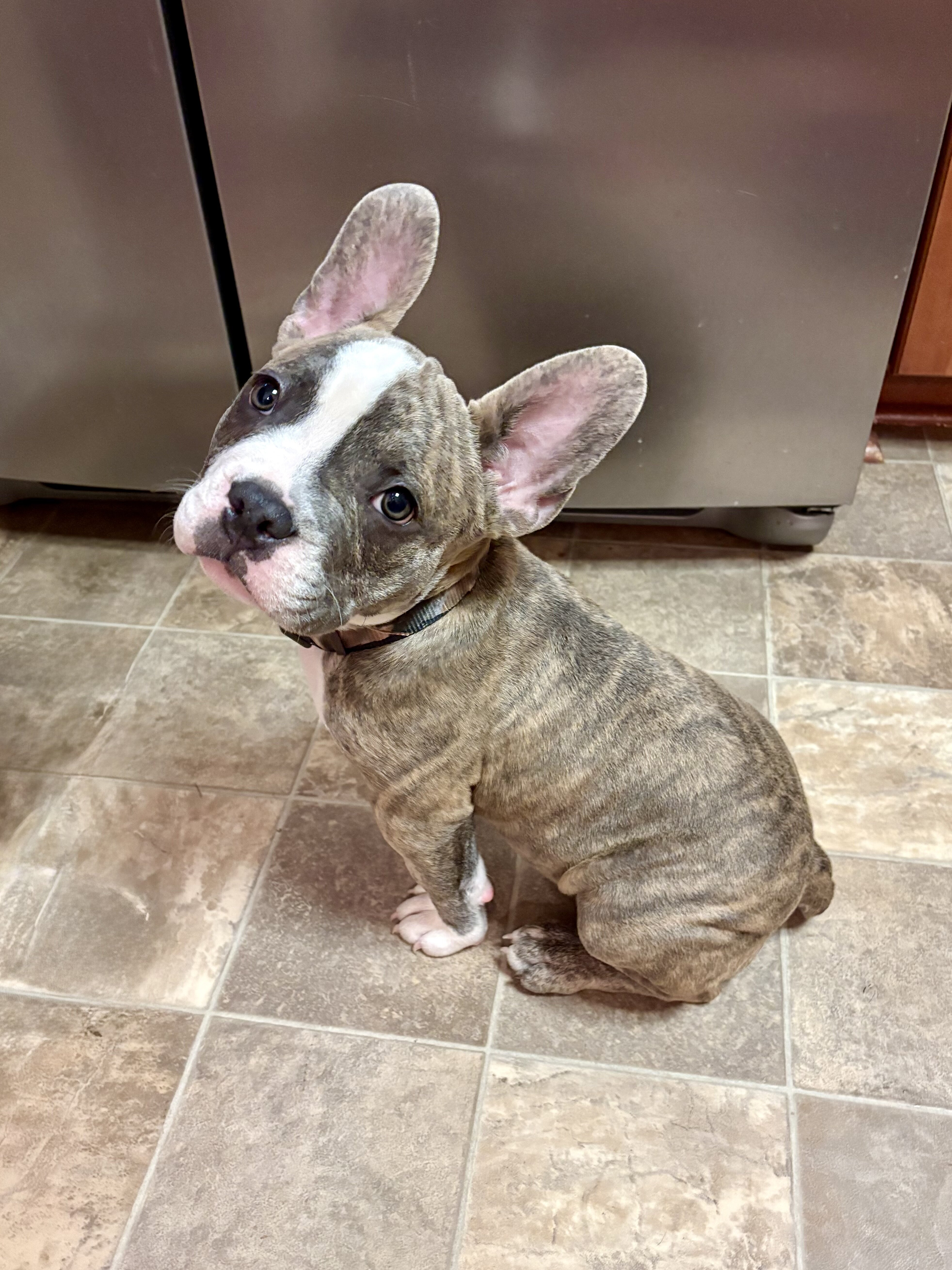 French bulldog puppy image 2