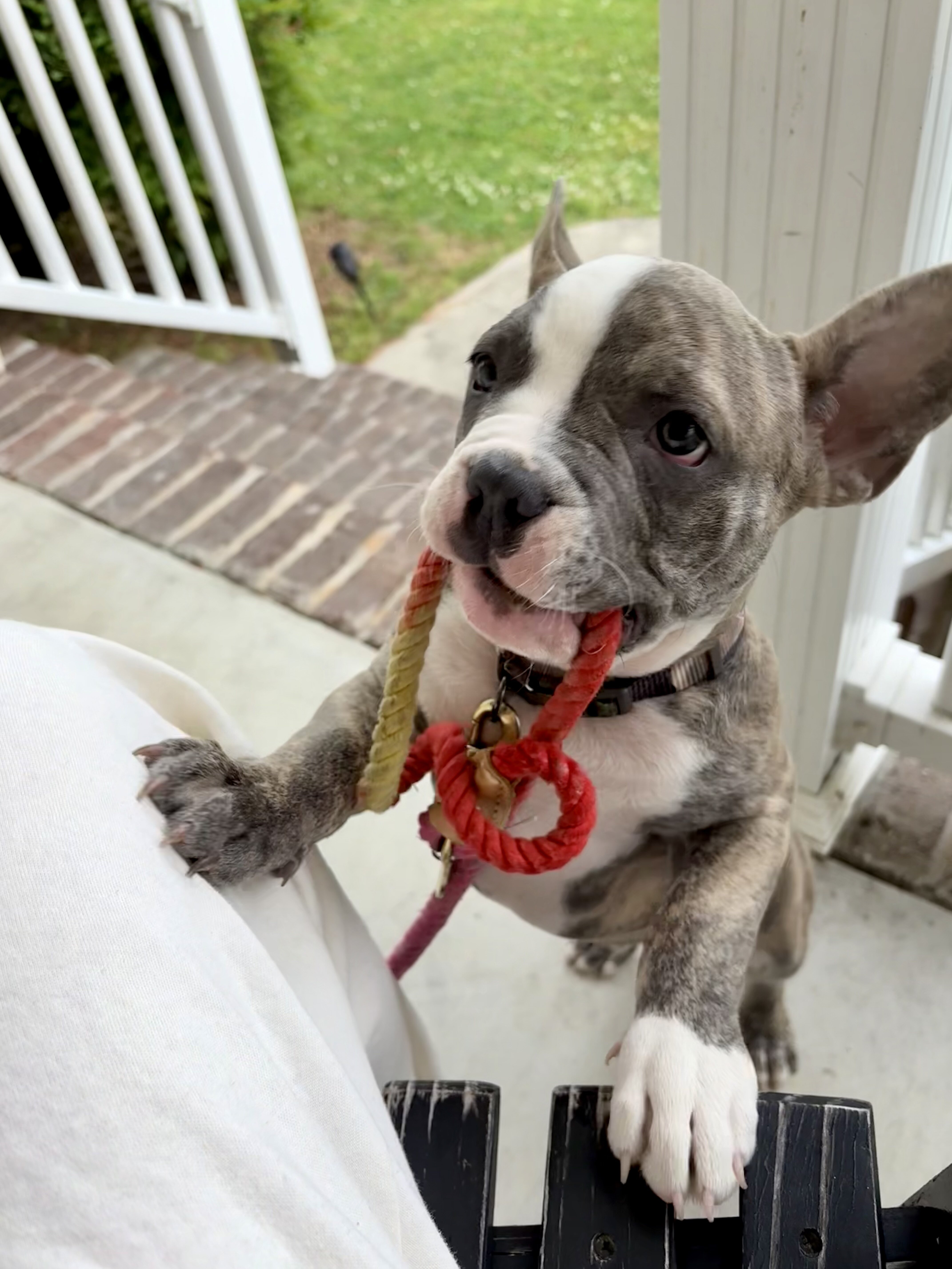 French bulldog puppy image 3